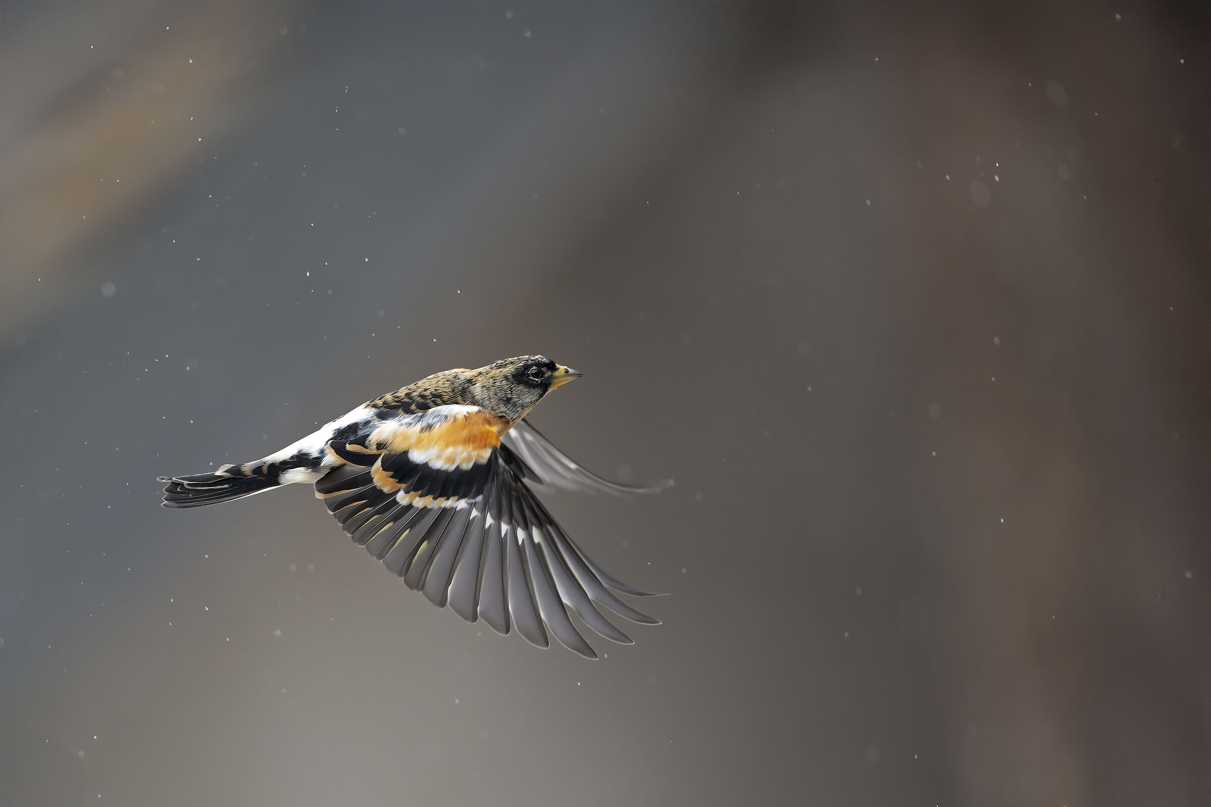 Brambling