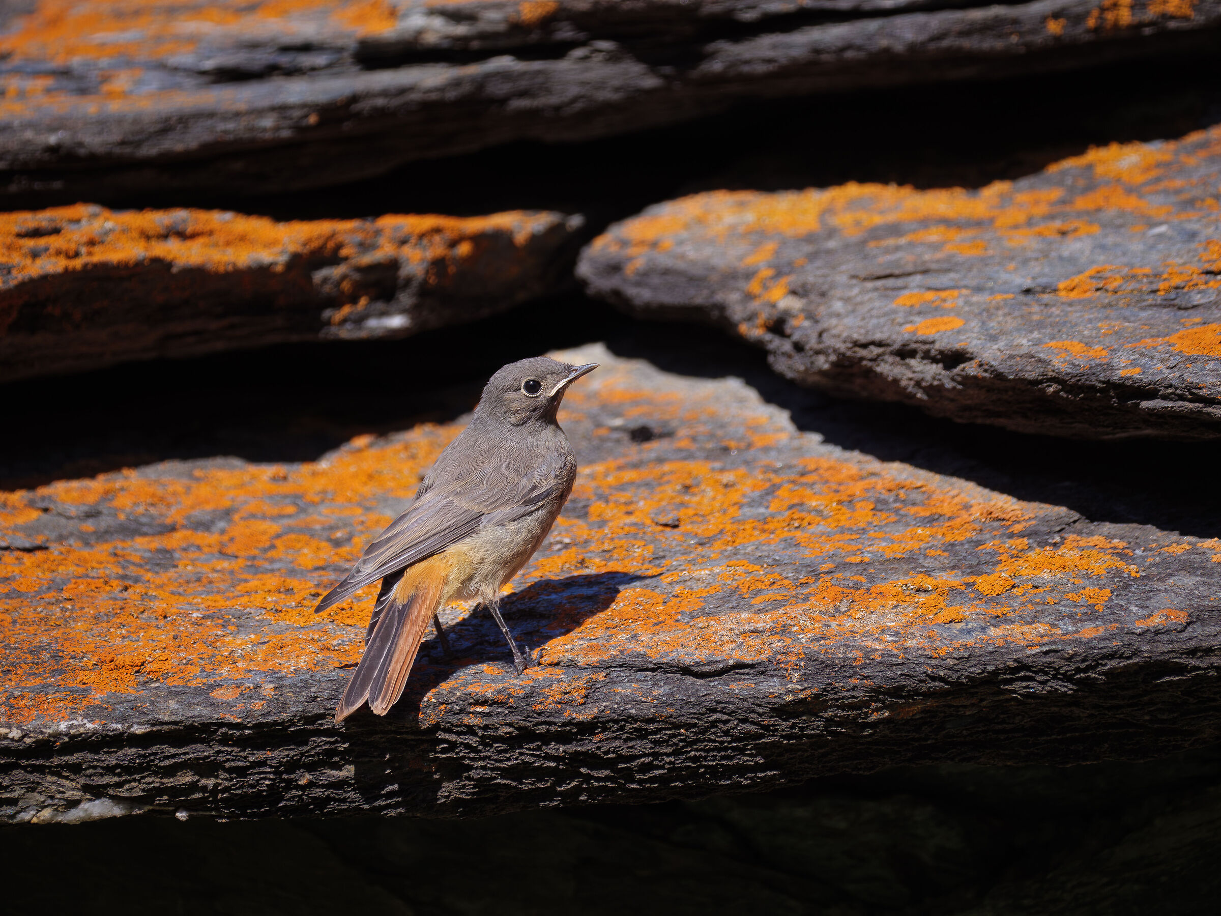 Codirosso spazzacamino.