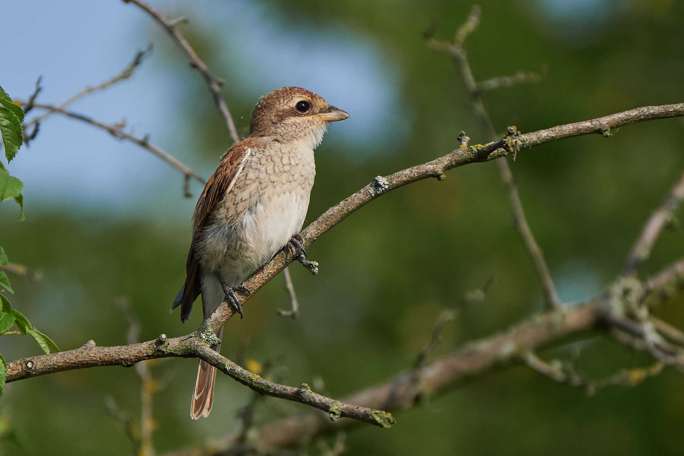 Red-backed Shrike