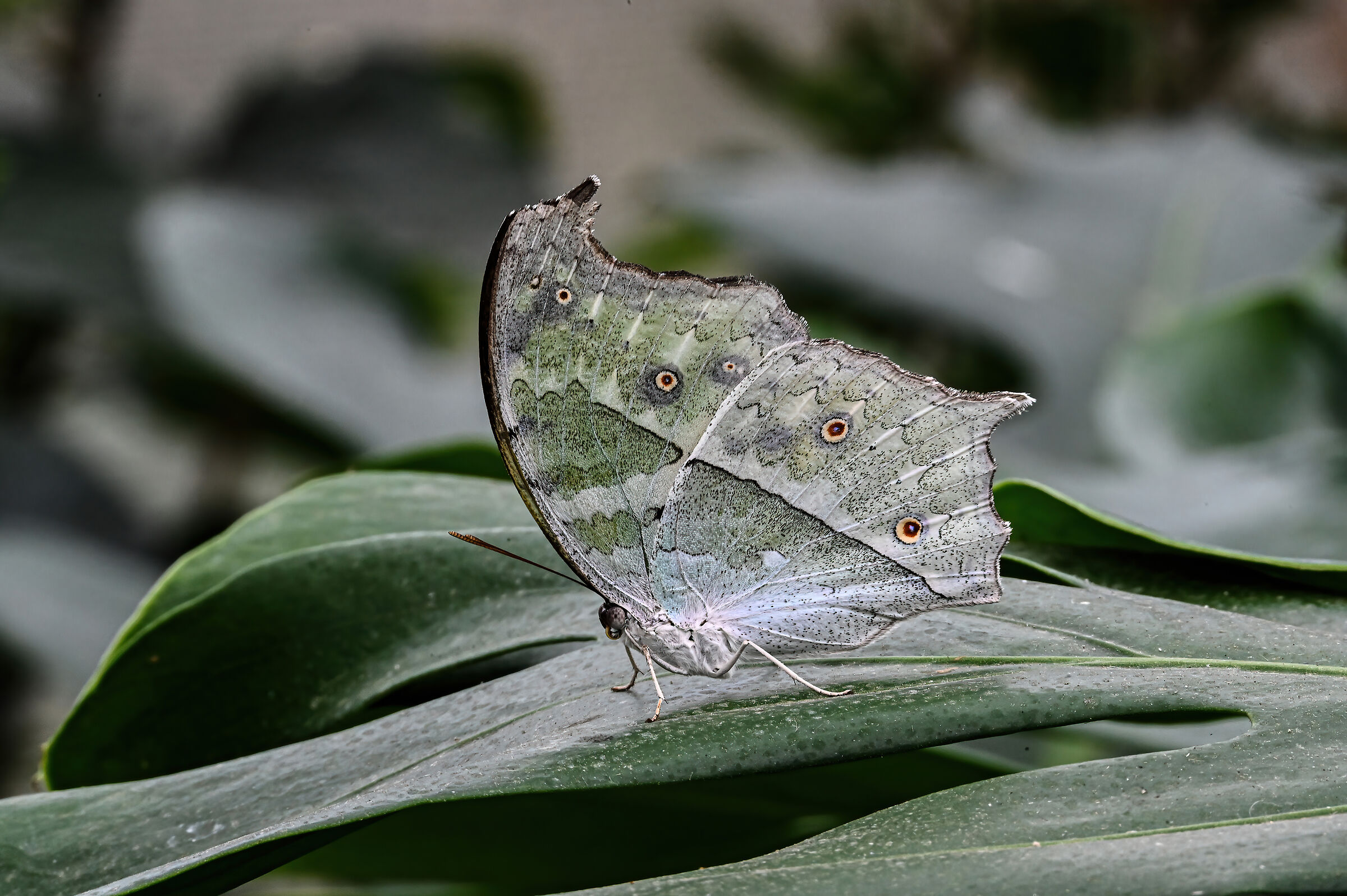 Mother-of-pearl butterfly