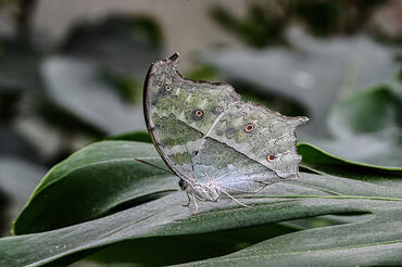 Salamis parhassus