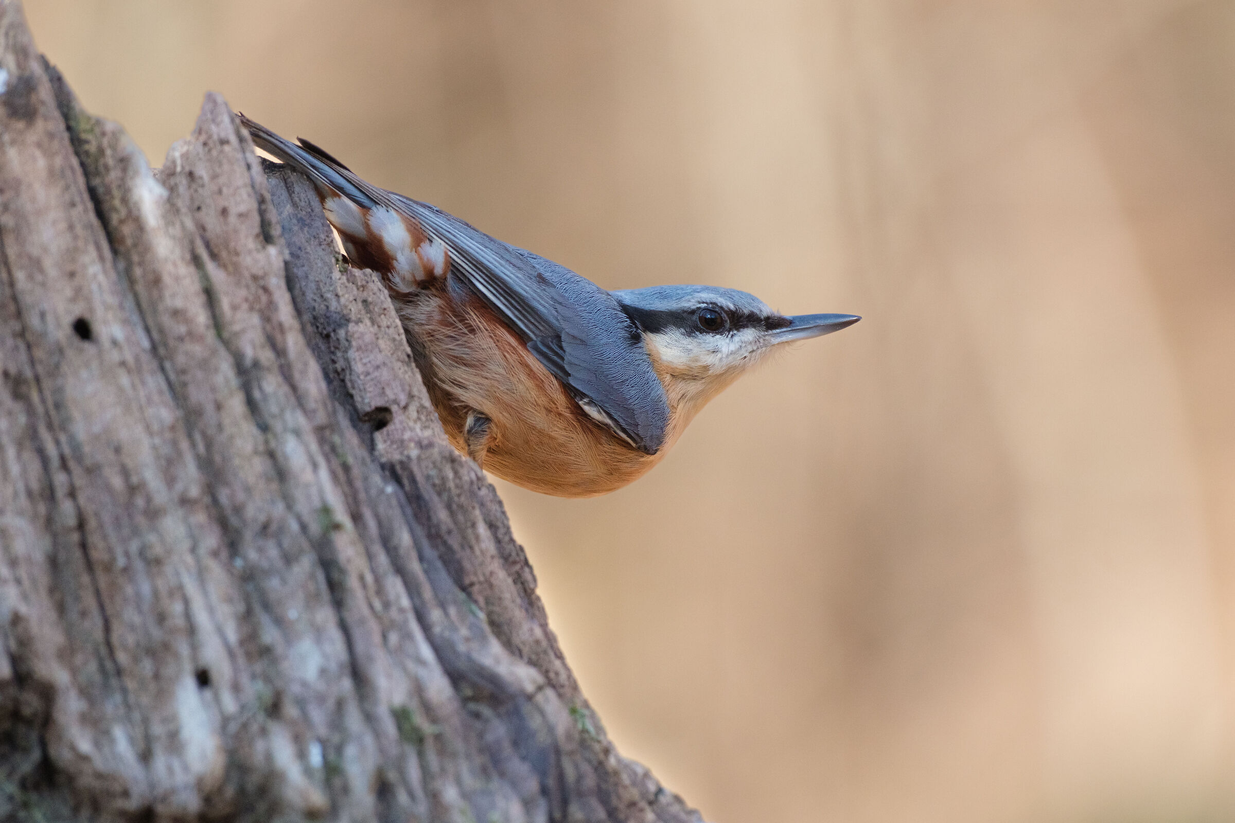 Wood nuthatch