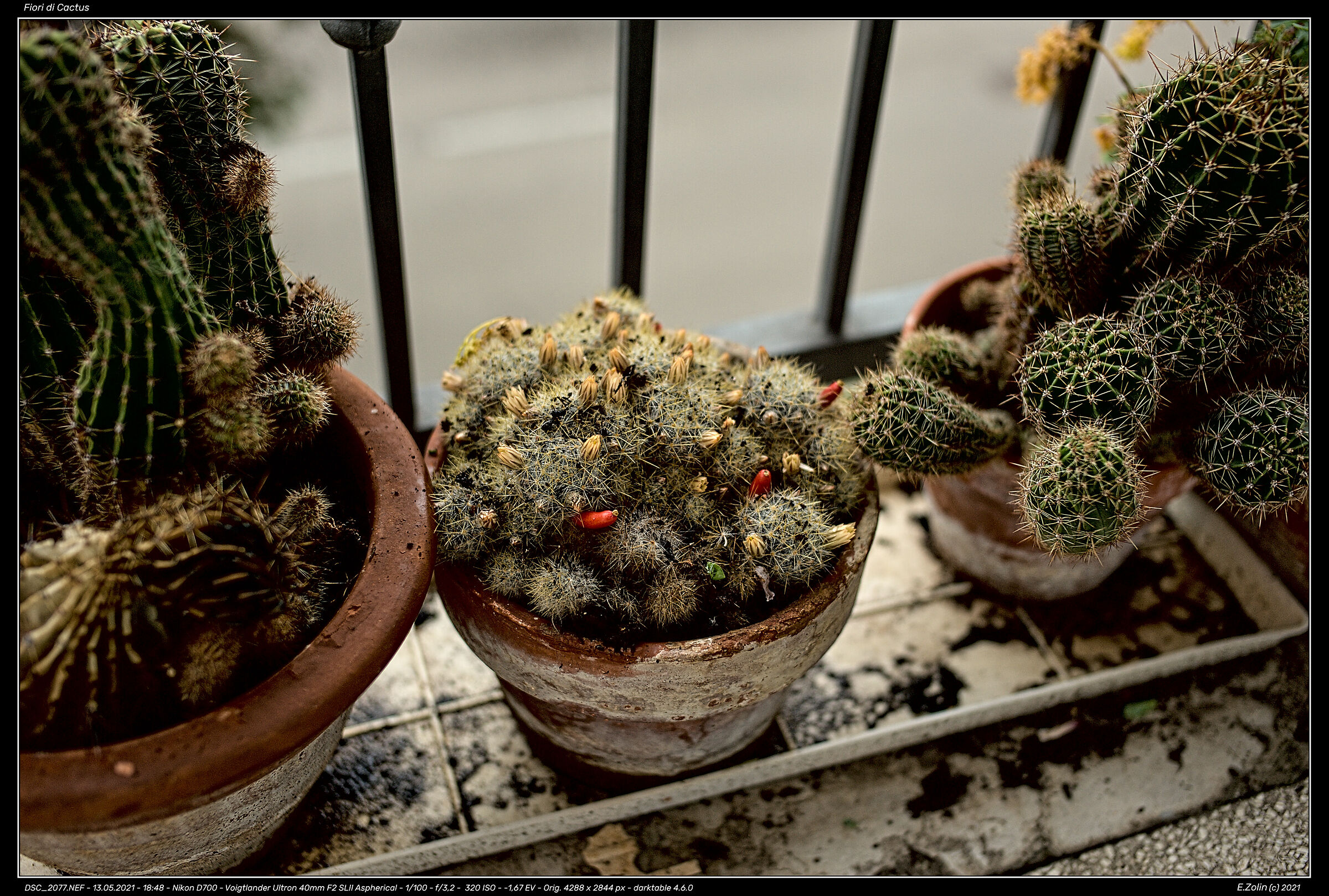 Cactus Flowers