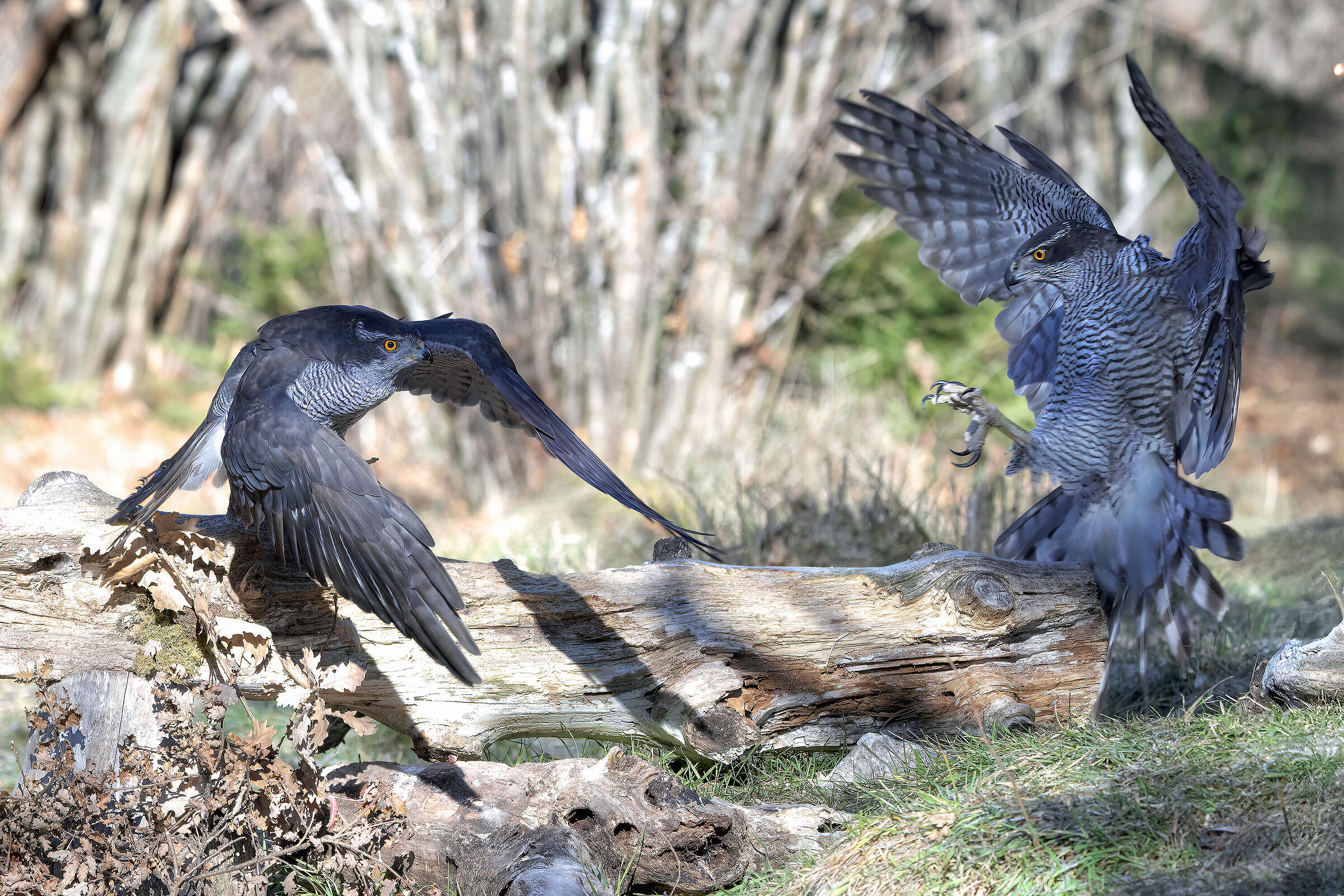 Quarrels between birds of prey