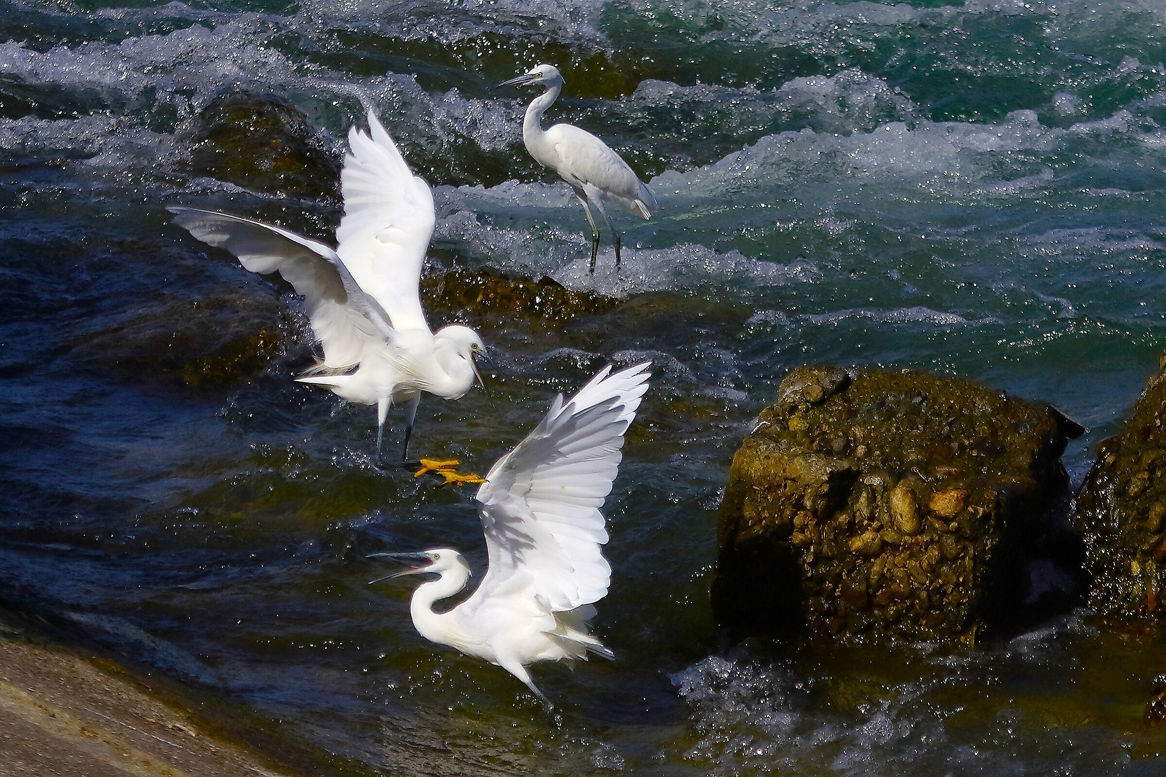 Garzette 10 settembre 2024 - 0220