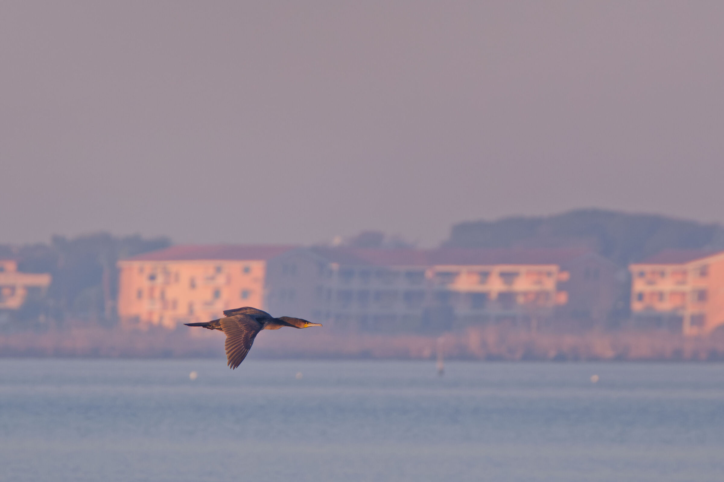 Cormorant on the lake