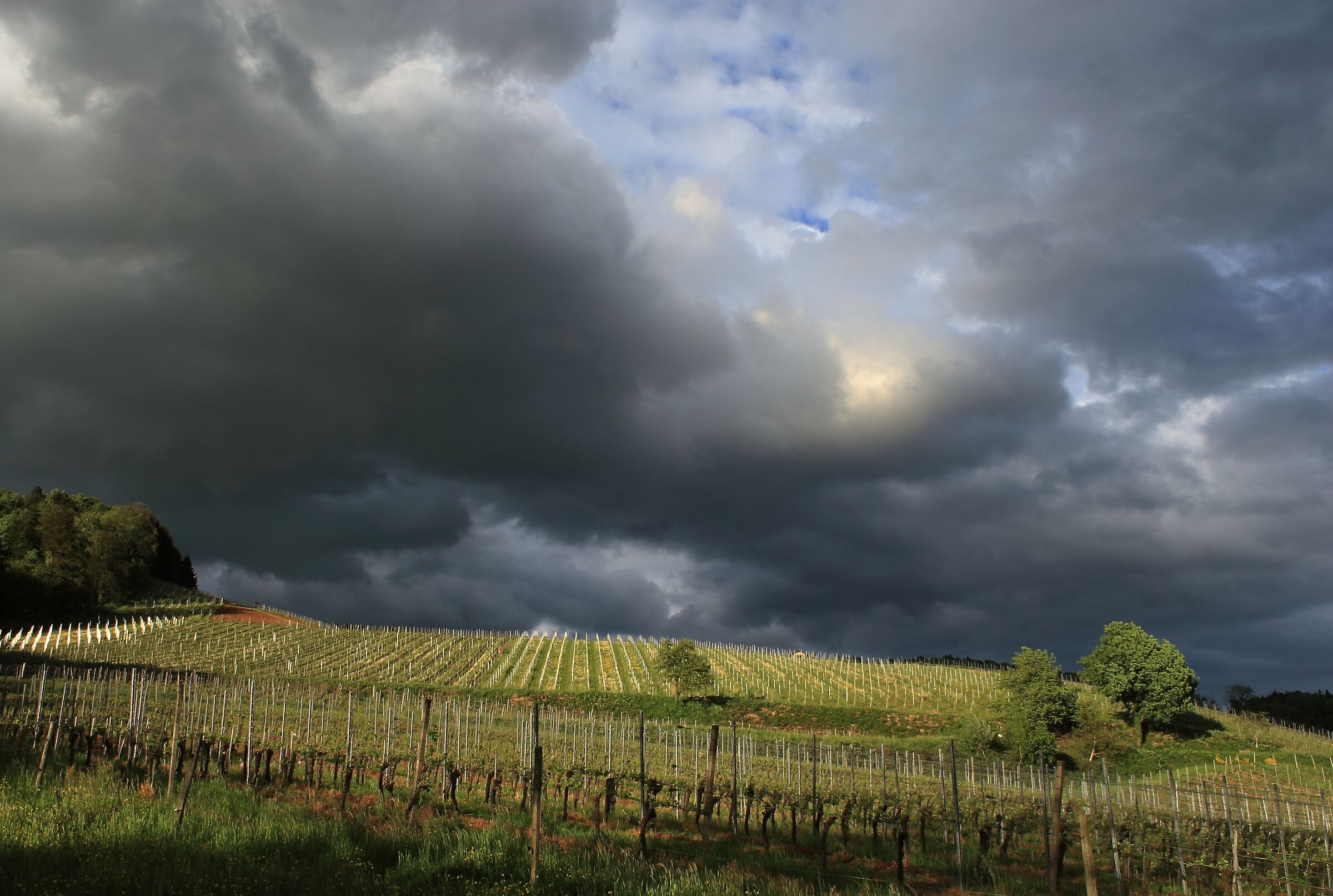 Vineyards waiting for the storm