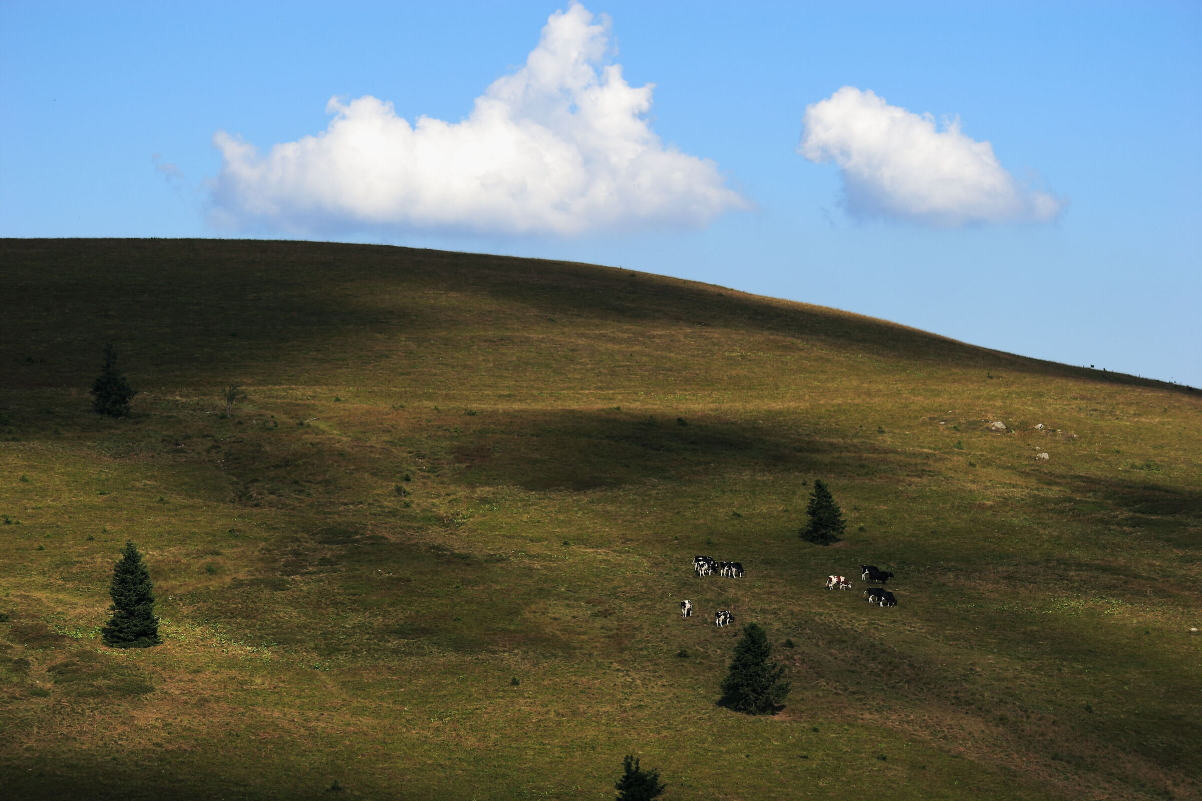 Grazing cattle in the Black Forest