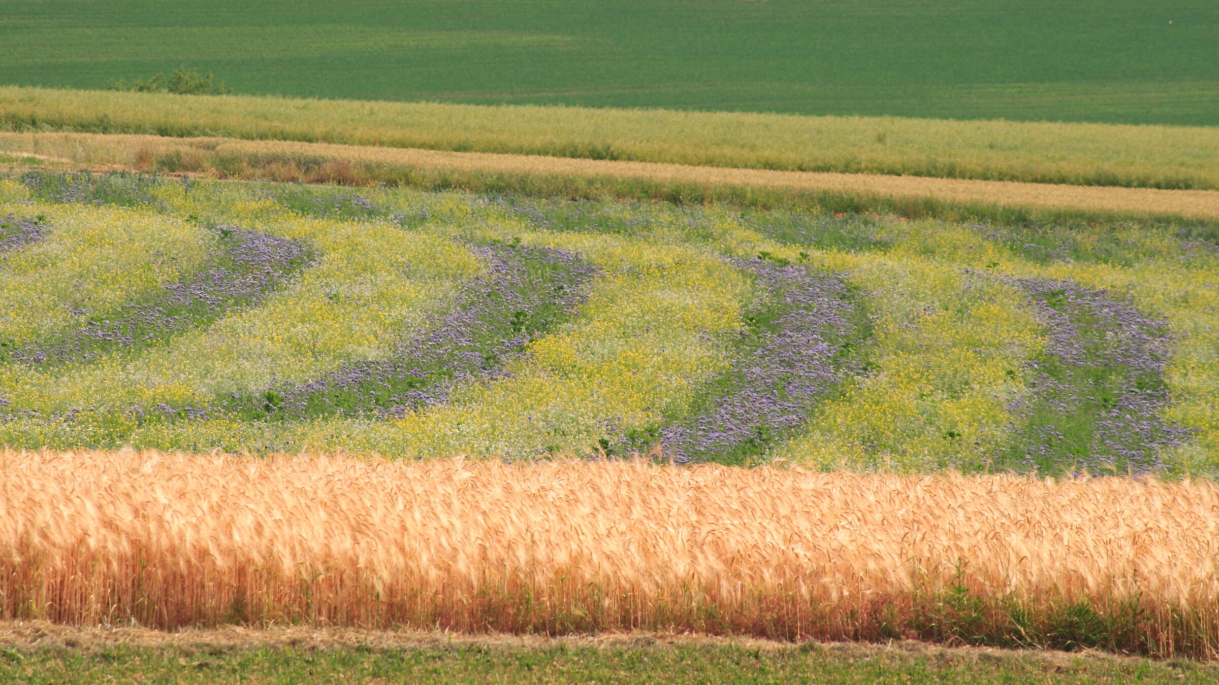 Patterns of Summer