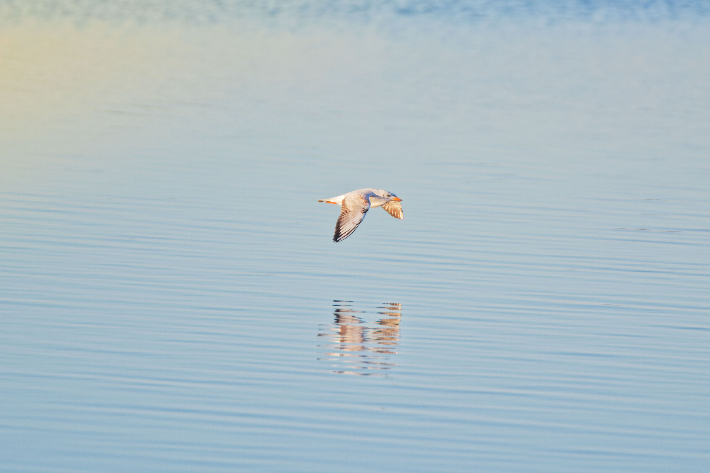 Seagull in low flight