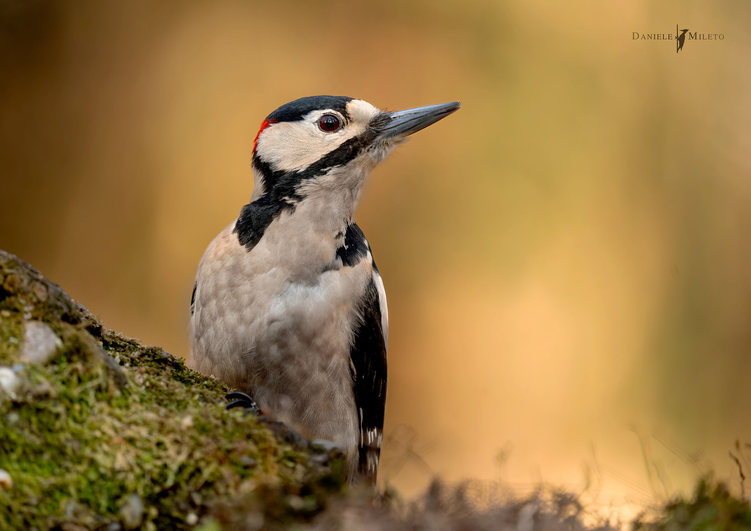 Portrait of the Spotted Woodpecker
