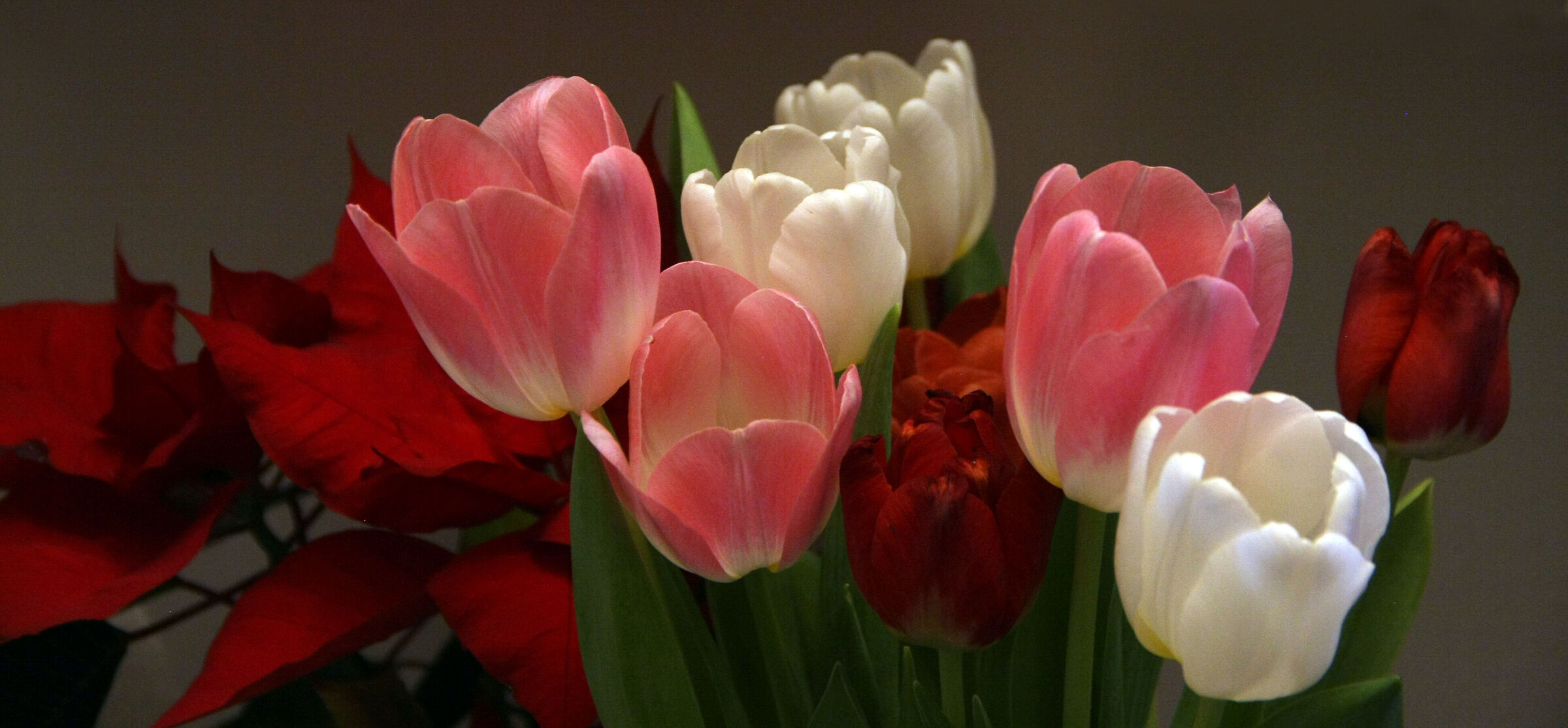 caldi tulipani