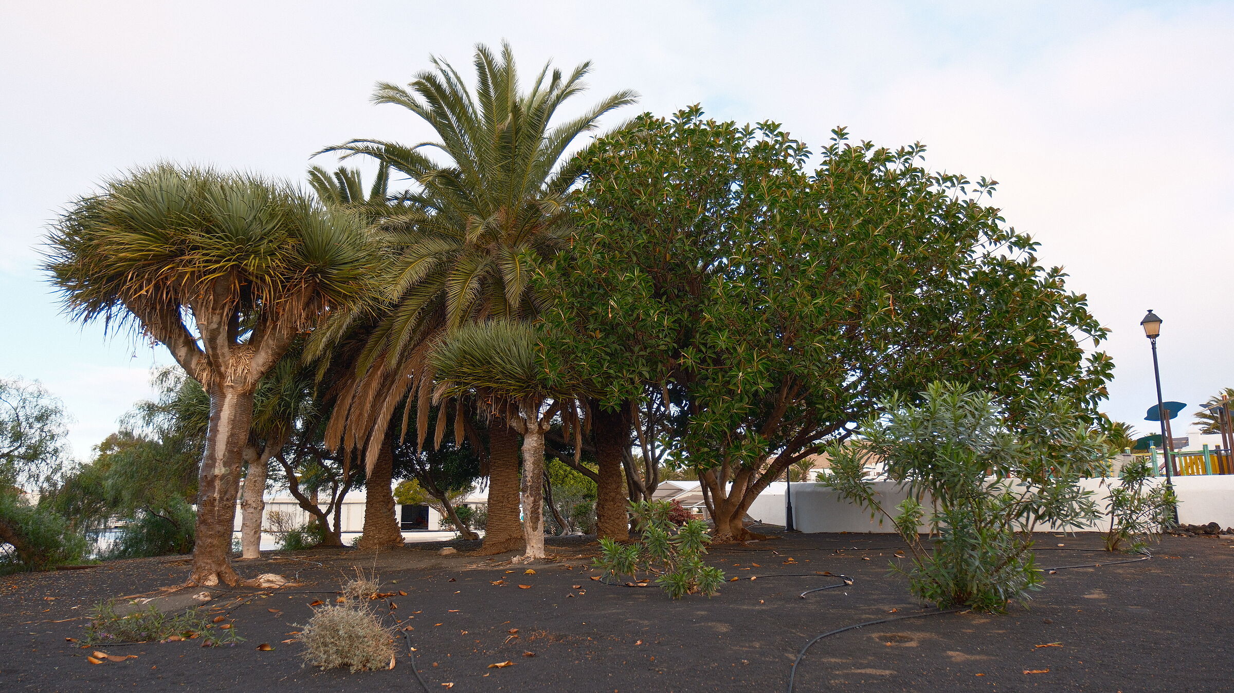 Lanzarote