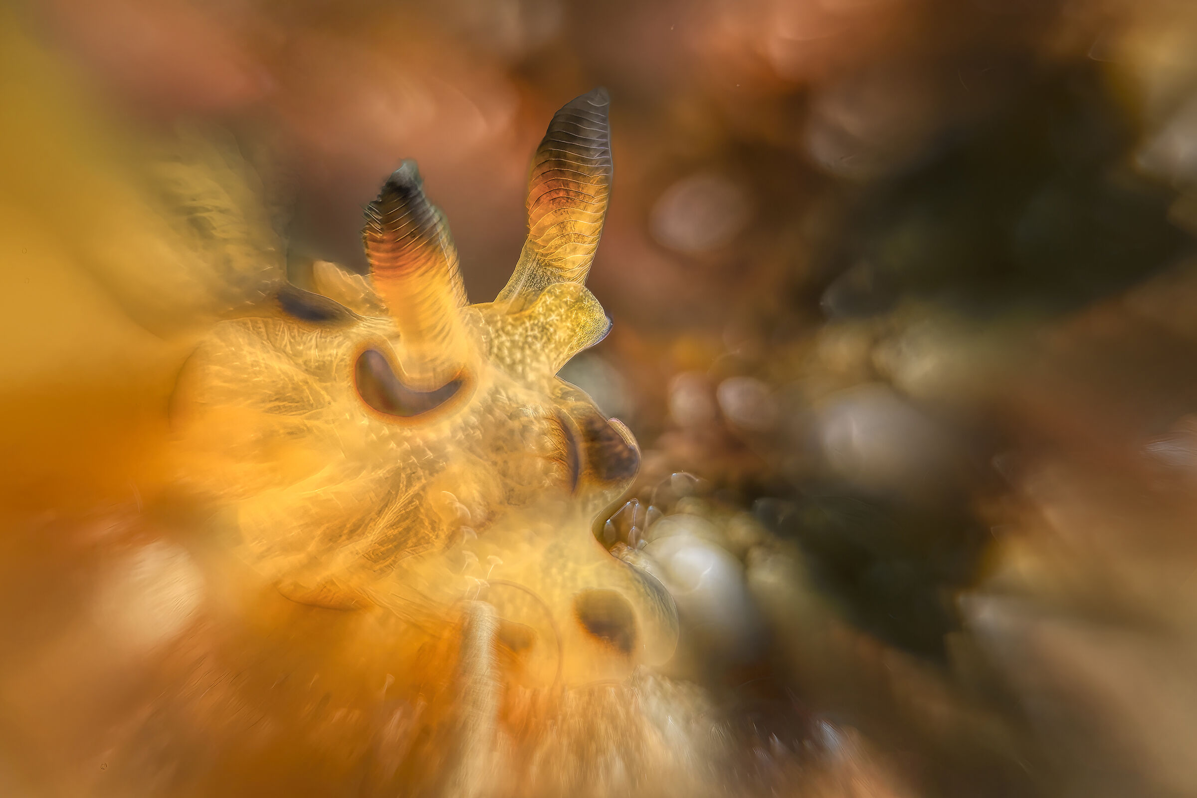 picaku nudibranco