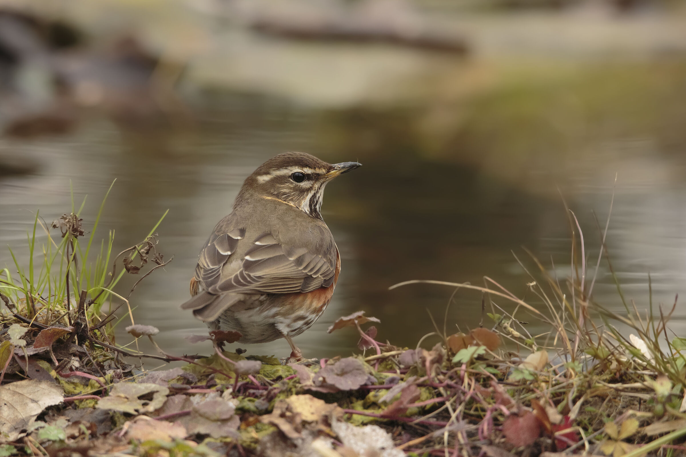Redwing