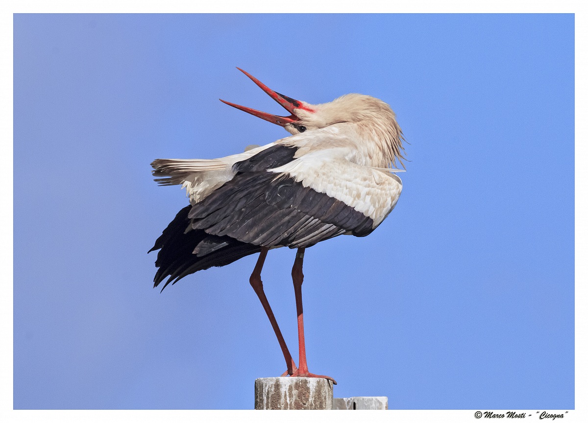 Cicogna1