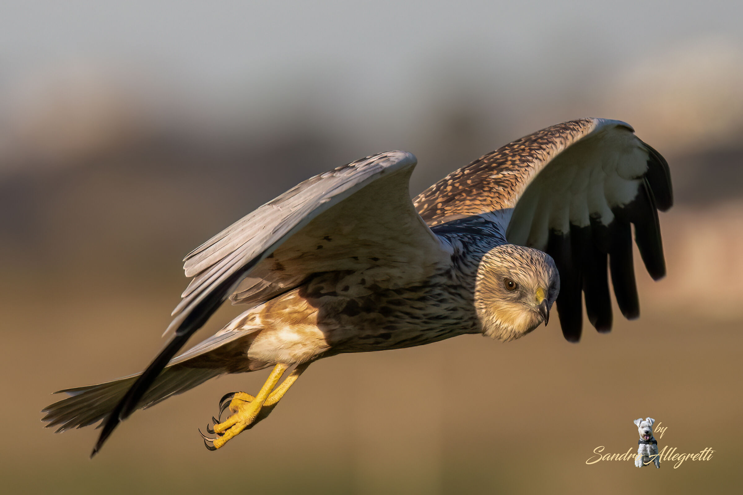 Il falco di palude (Circus aeruginosus)