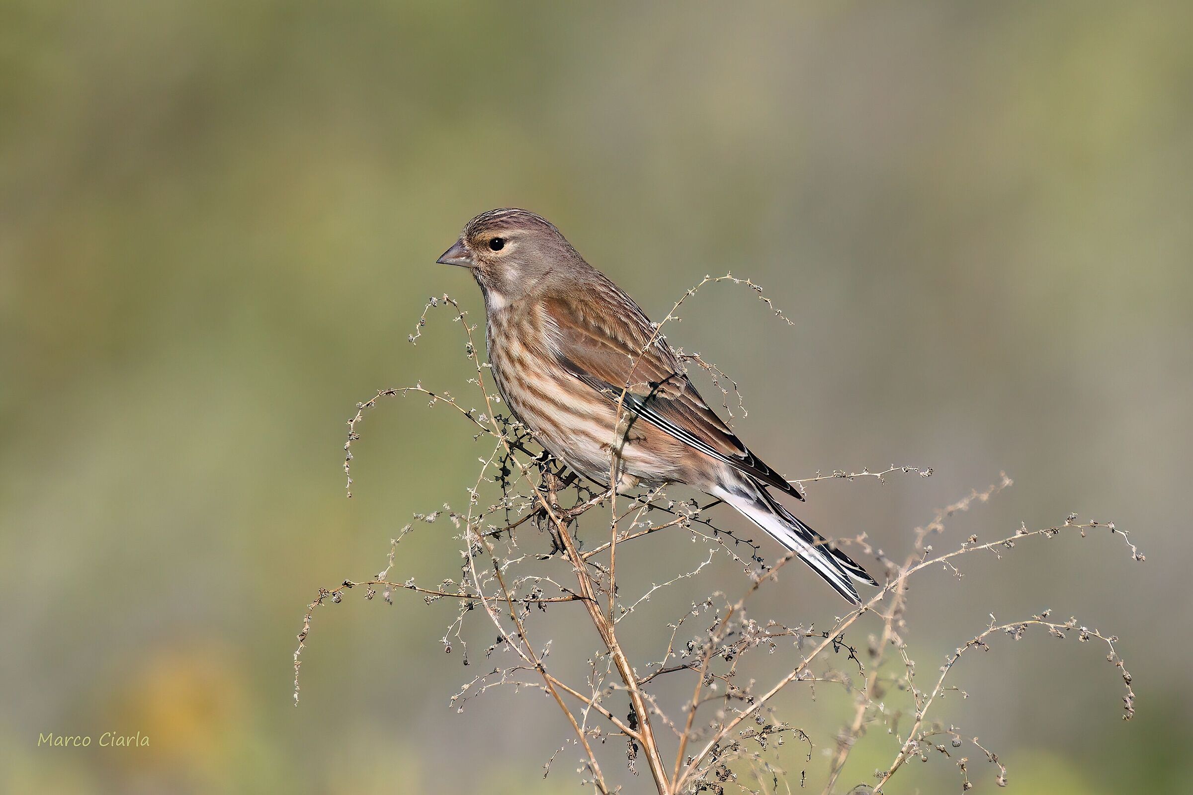 Female Linnet ( Linaria cannabina )