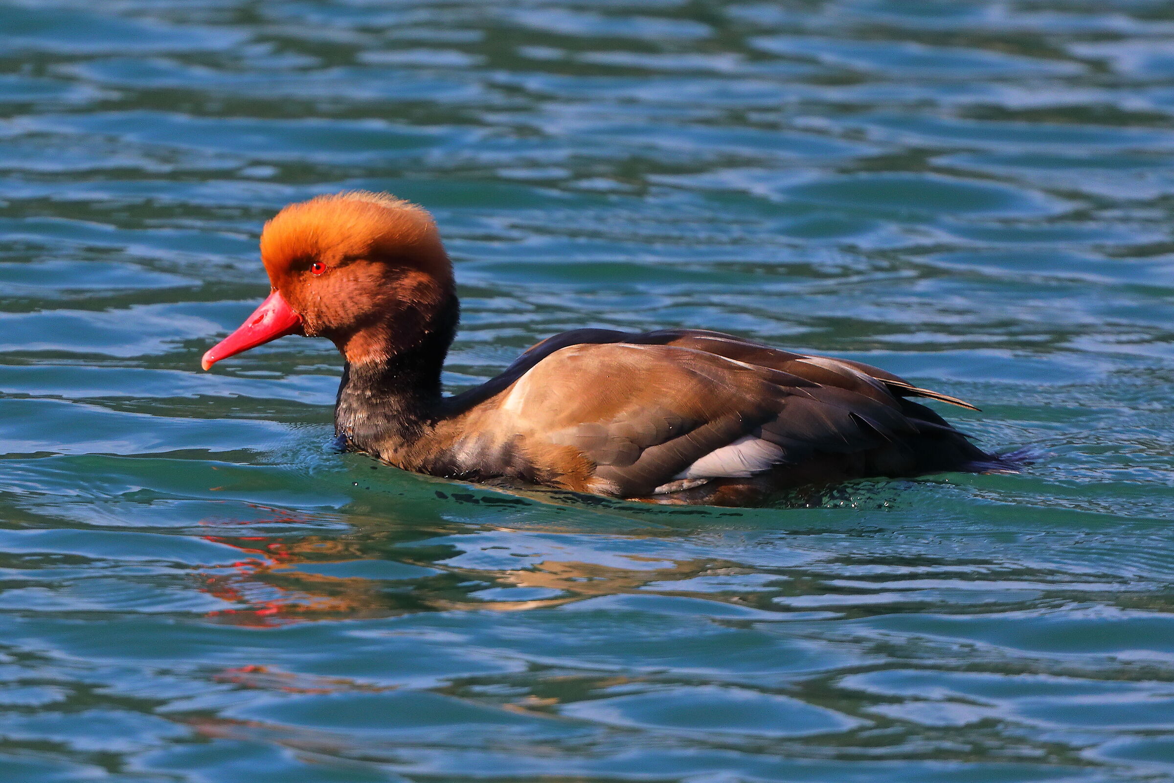 Fistione T M 11 ottobre 2024 - 0109