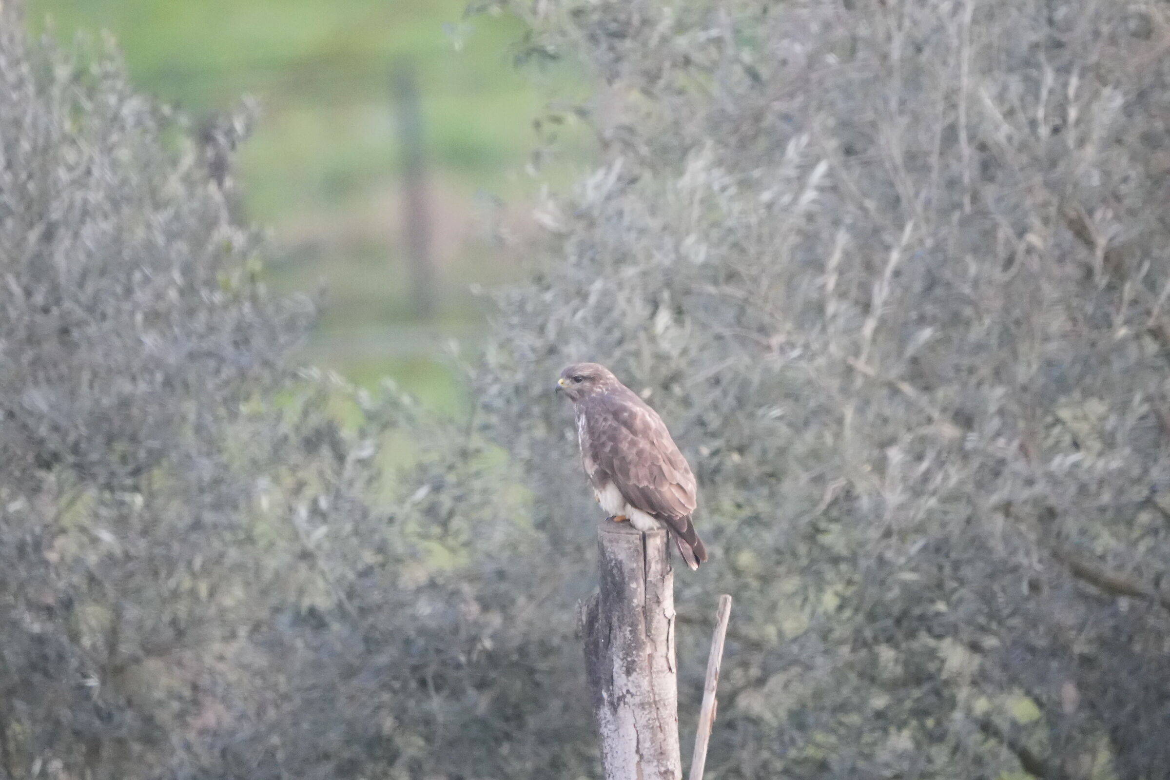 Buzzard?
