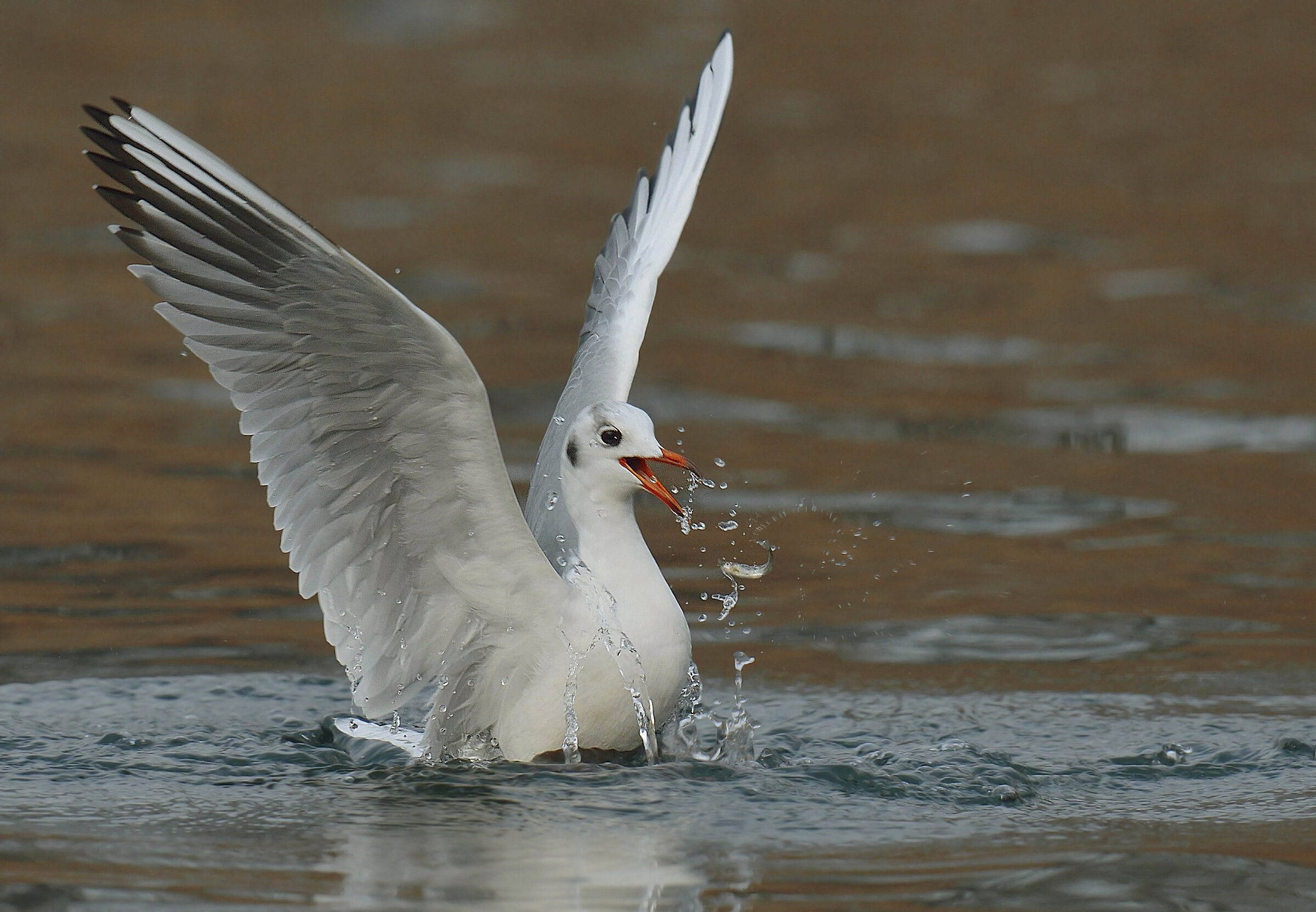 Seagull with possible prey.