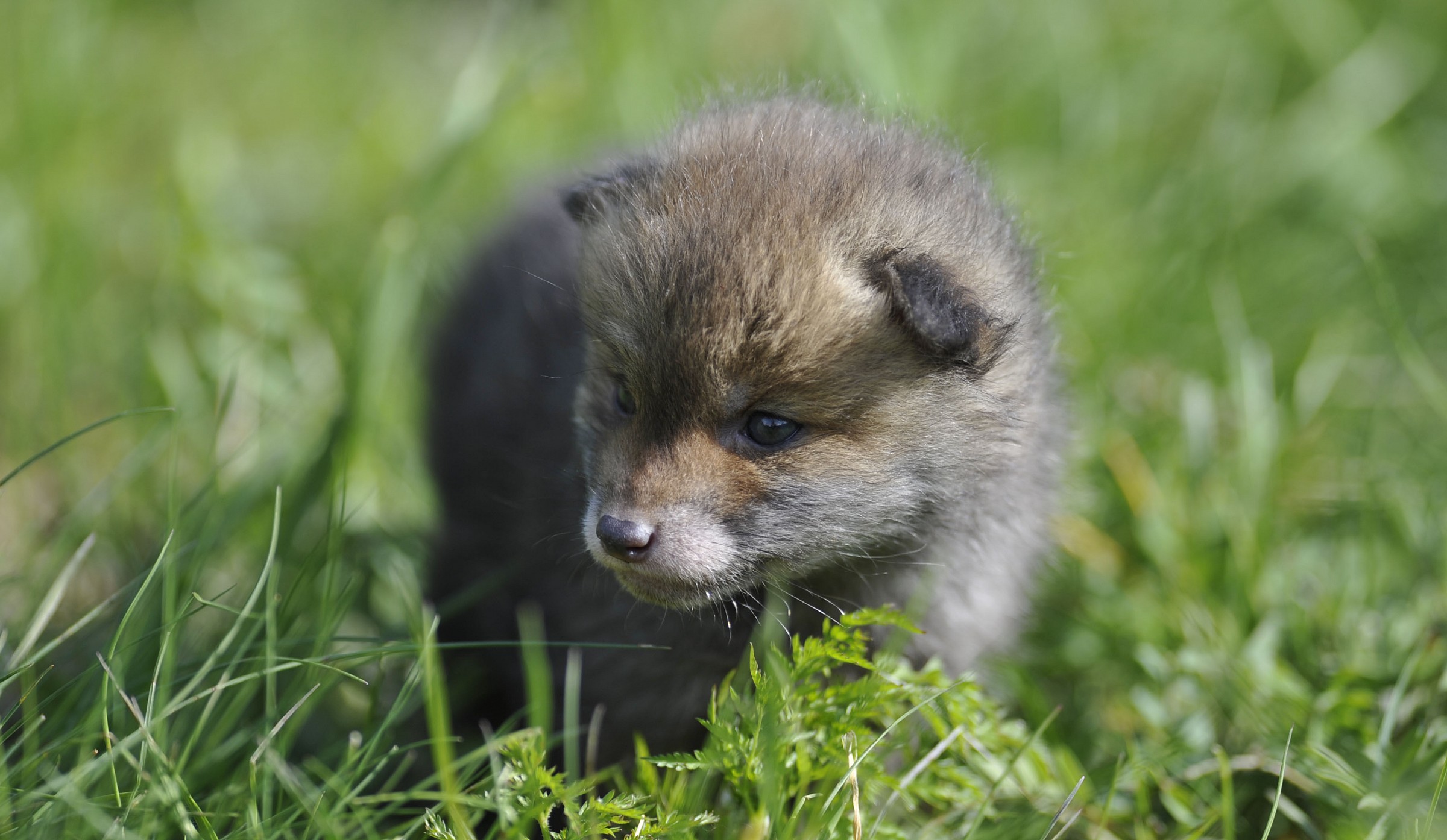 piccolo di volpe