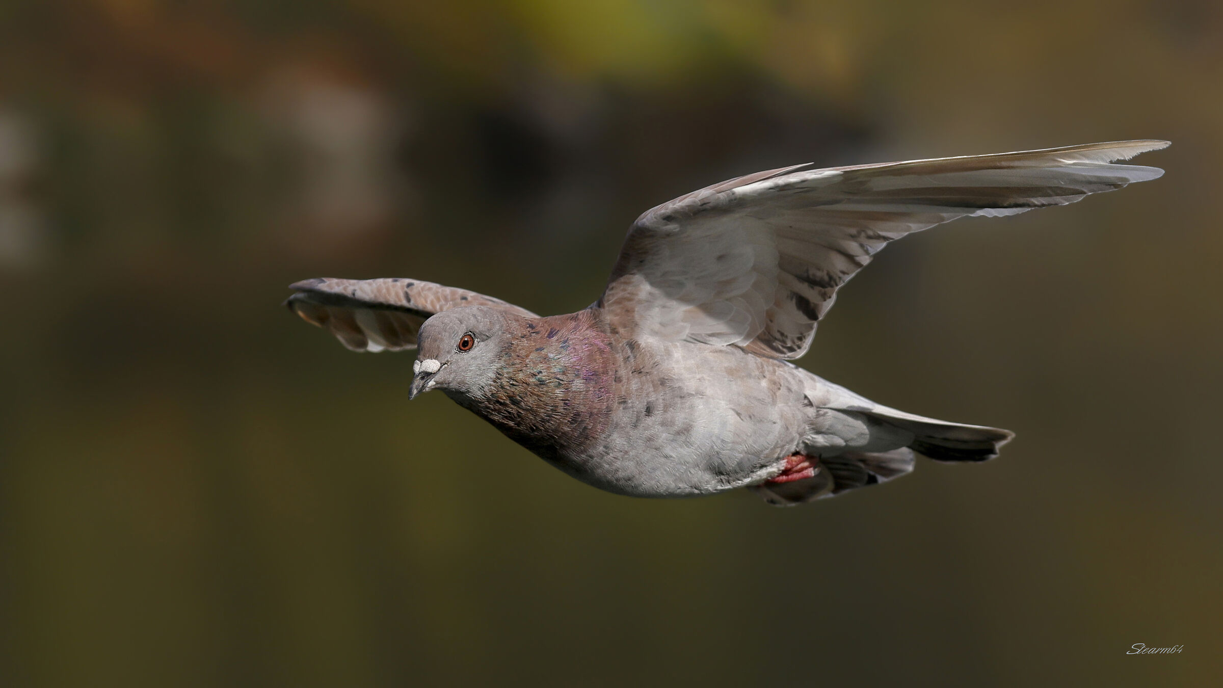 Un semplice Piccione