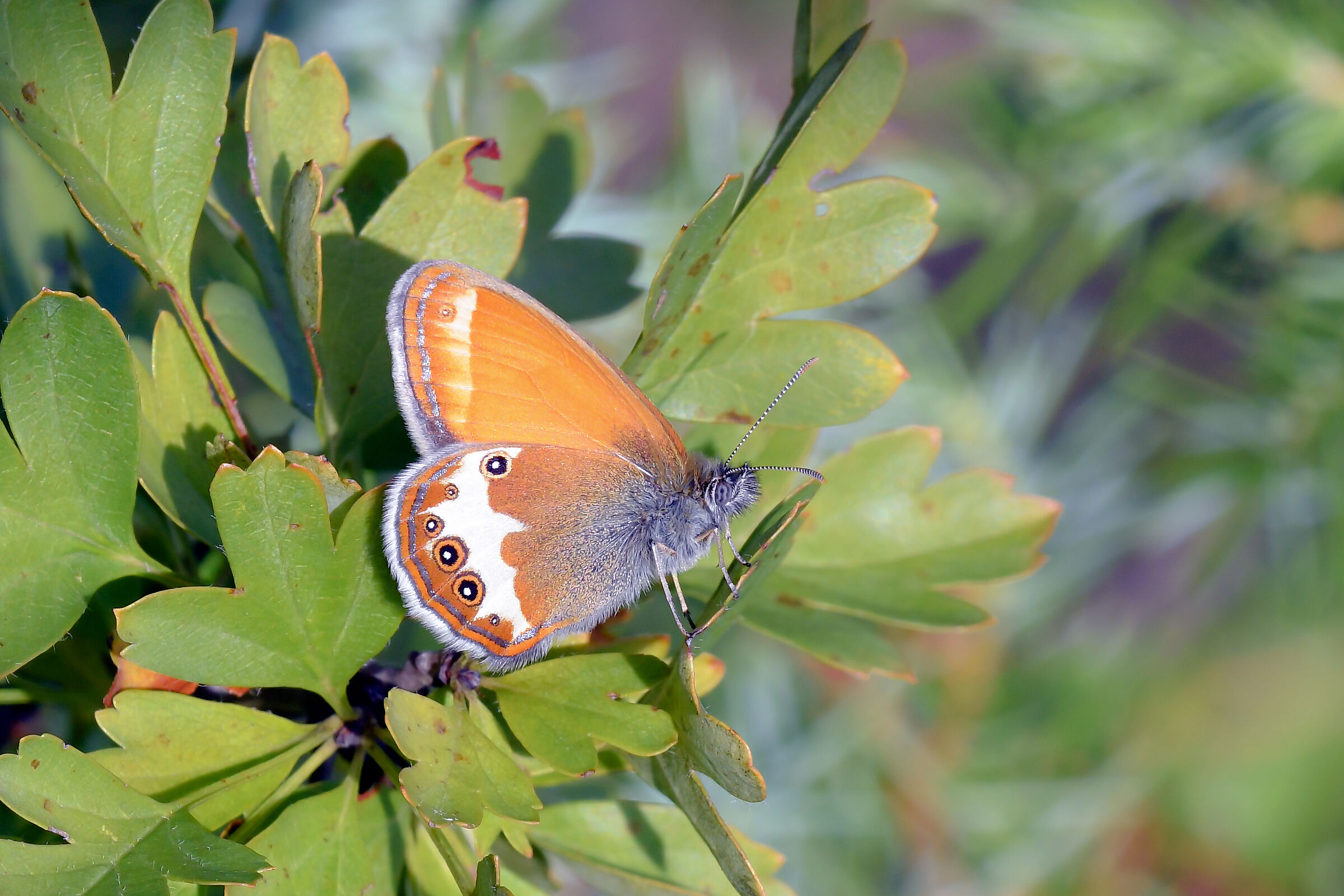 Coenonympha arcania