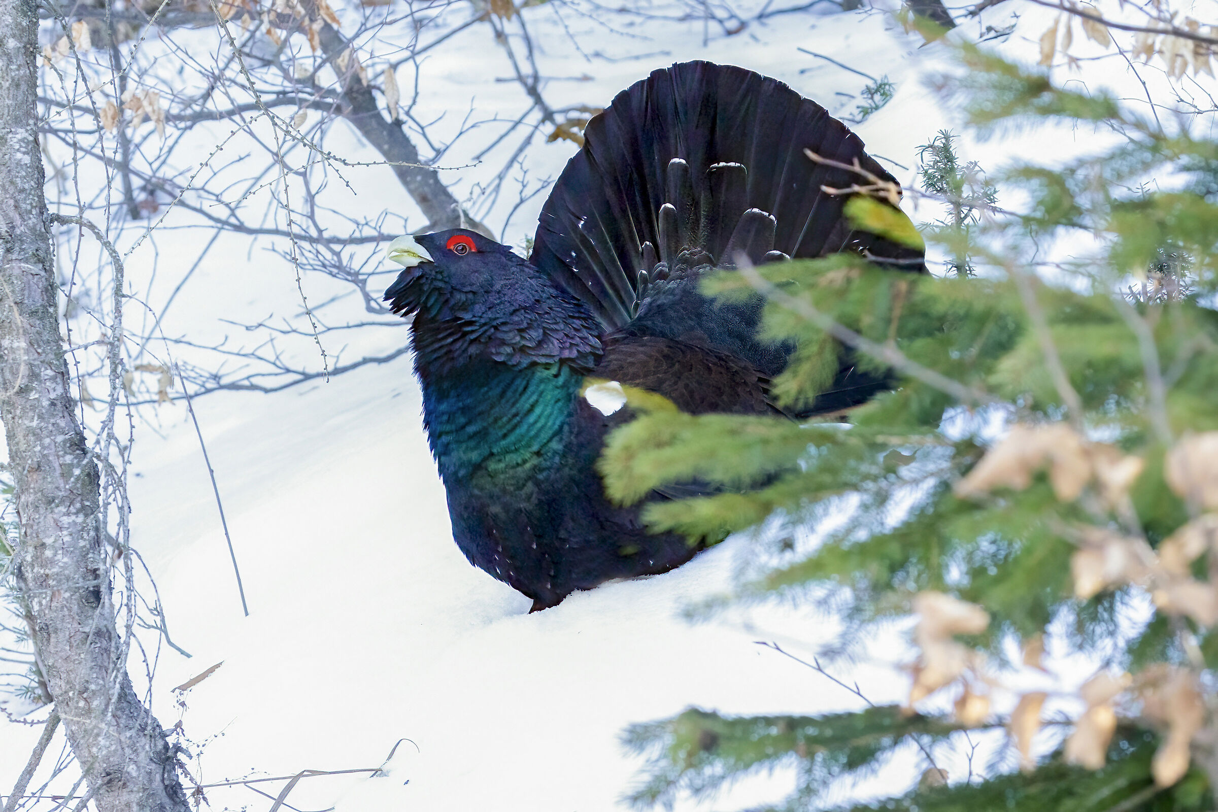 nell'ombra del bosco, gallo cedrone