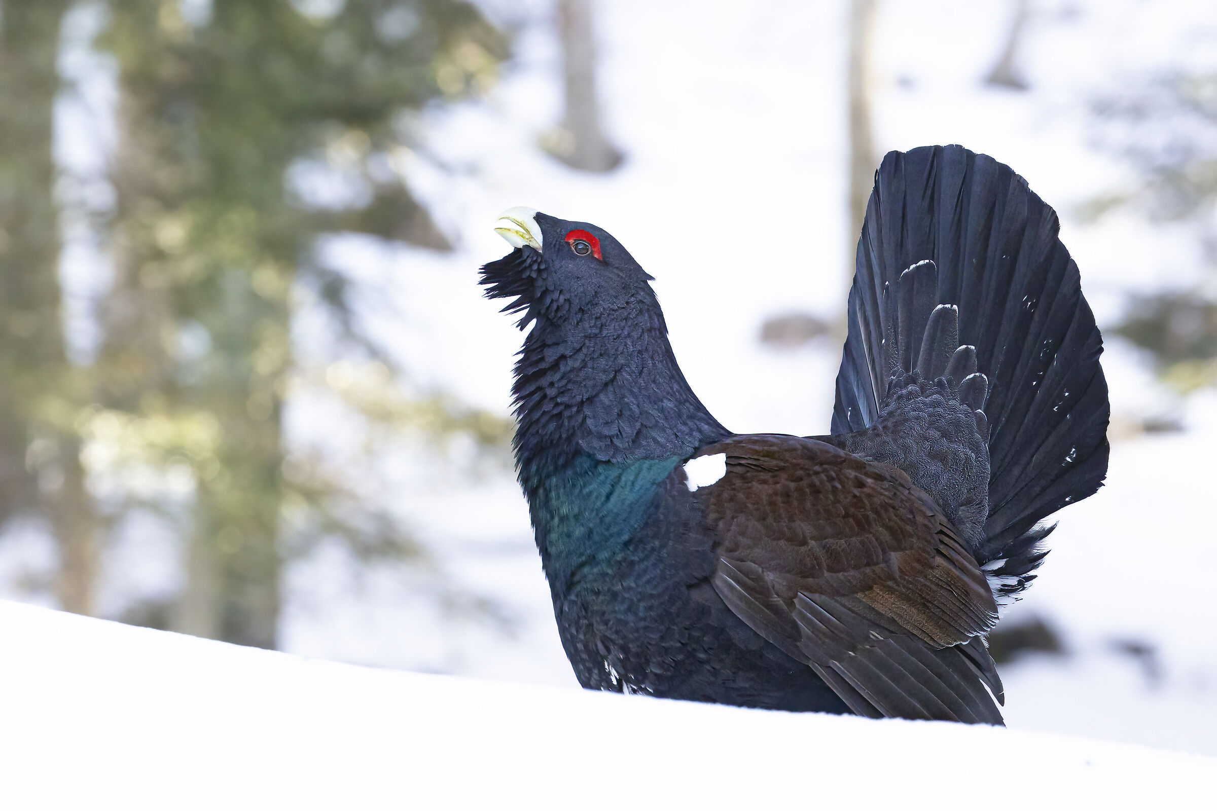 avanza sicuro nella neve, gallo cedrone