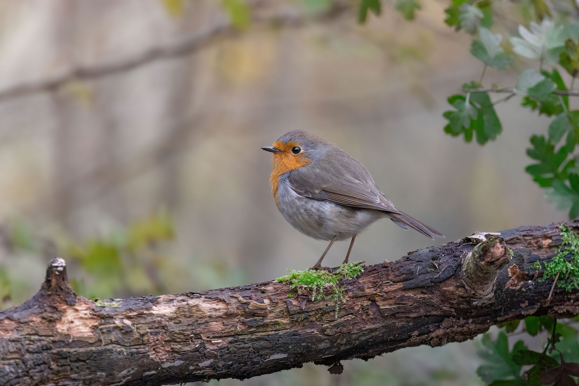 Robin in the enchanted forest