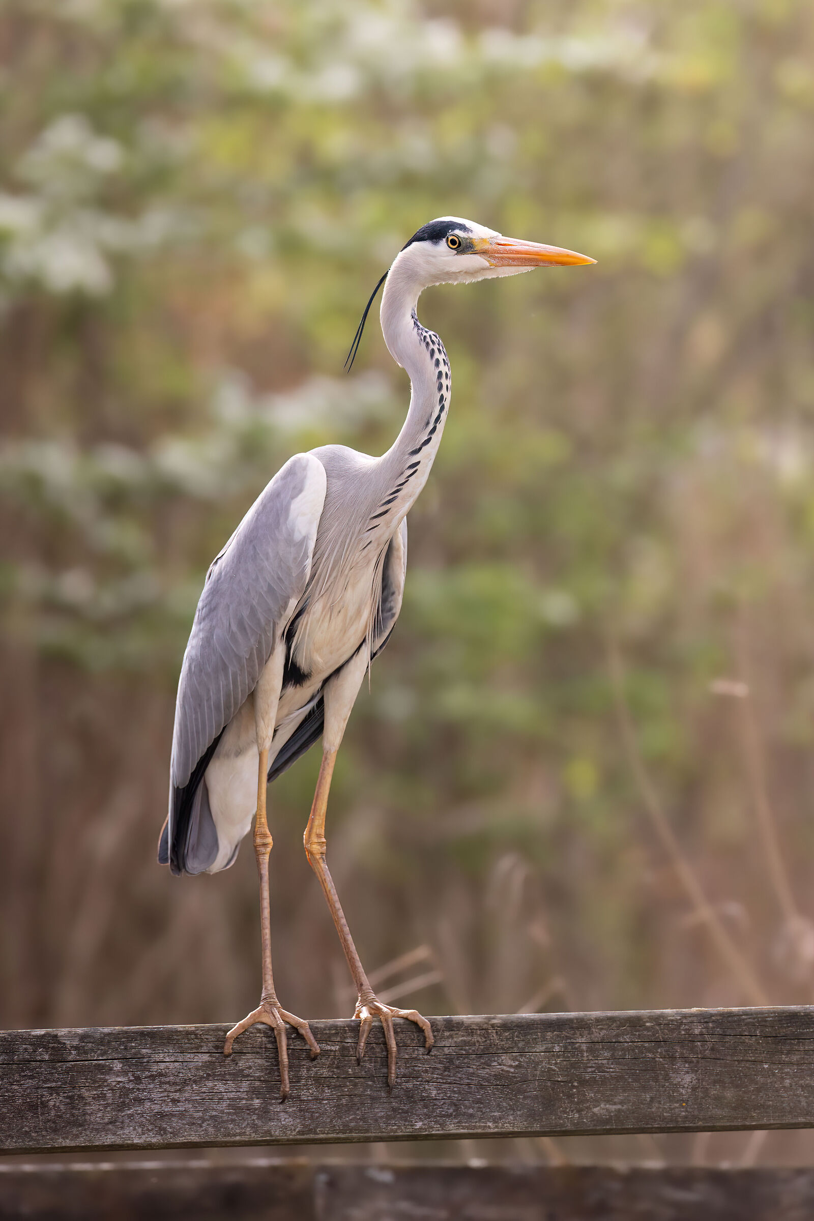 Long-haired heron