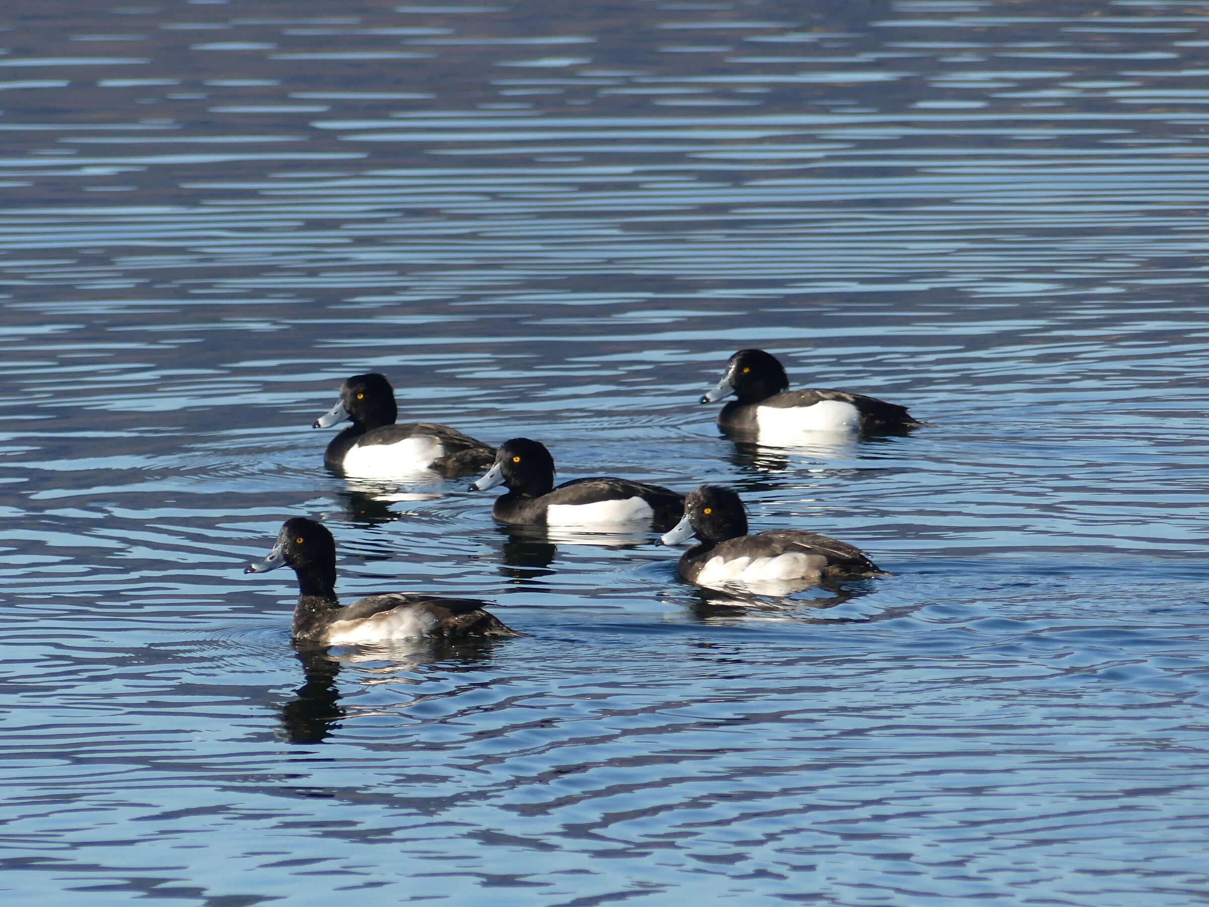Ducks in training