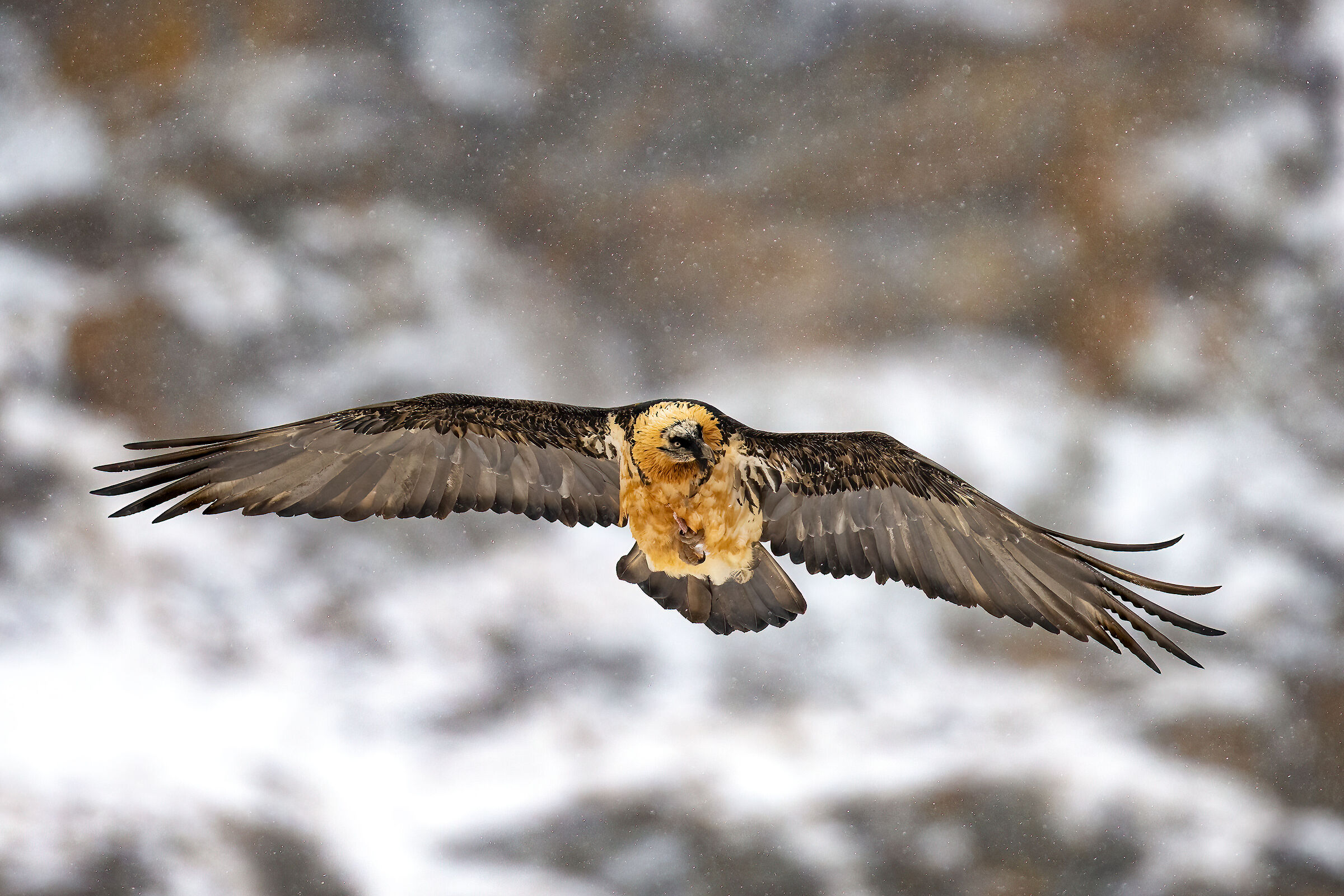 Gypaetus barbatus - Gran Paradiso National Park