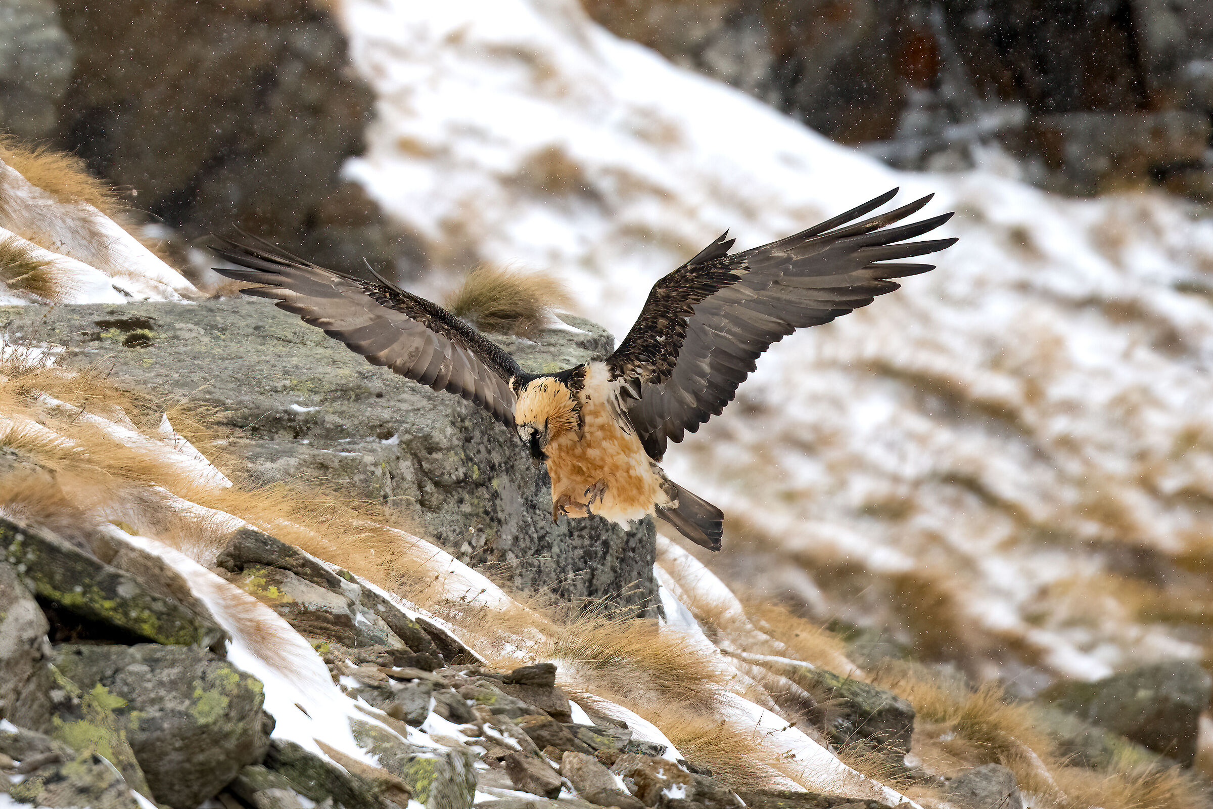 Gypaetus barbatus - Gran Paradiso National Park