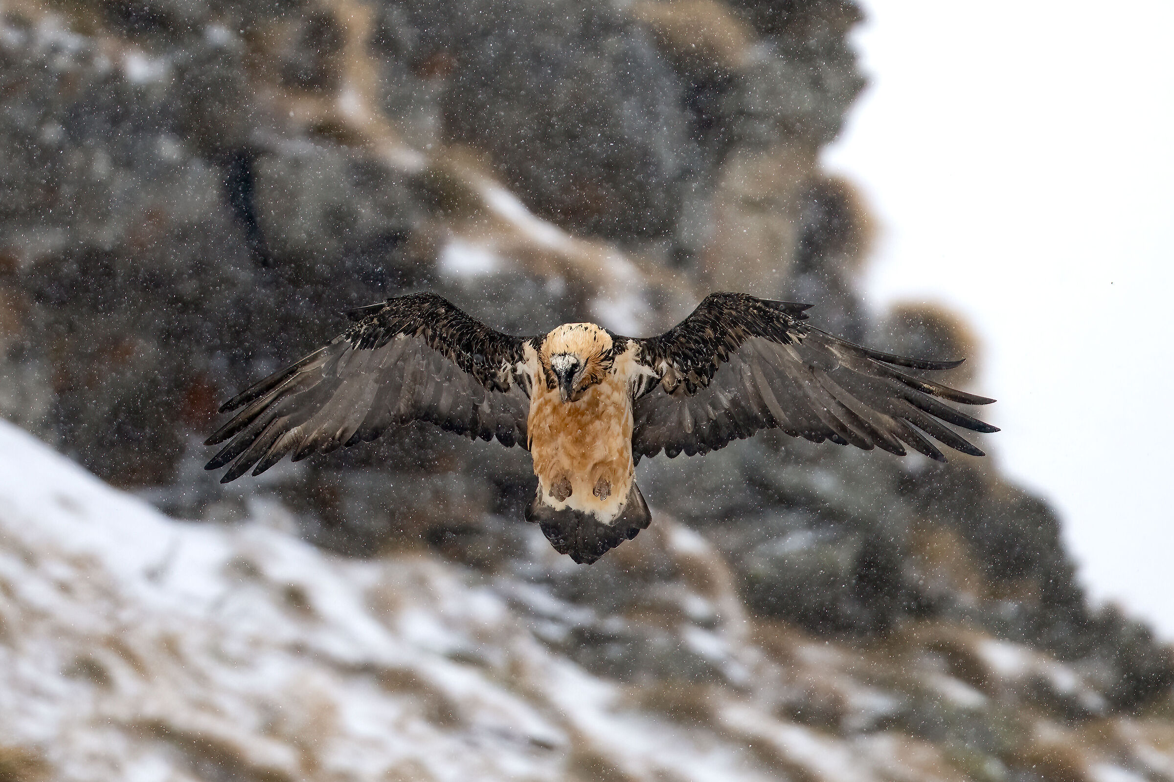 Gypaetus barbatus - Gran Paradiso National Park