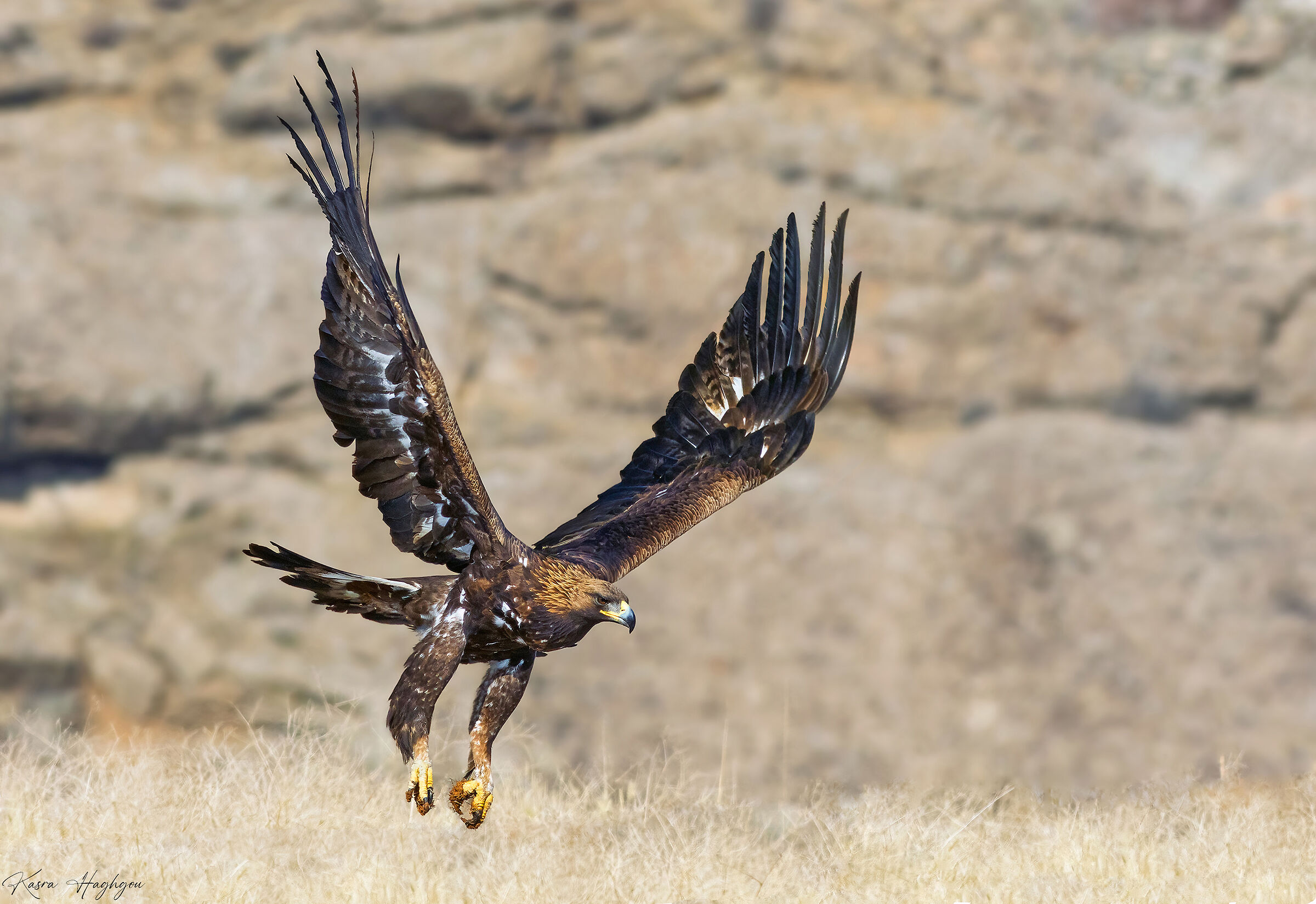Golden eagle