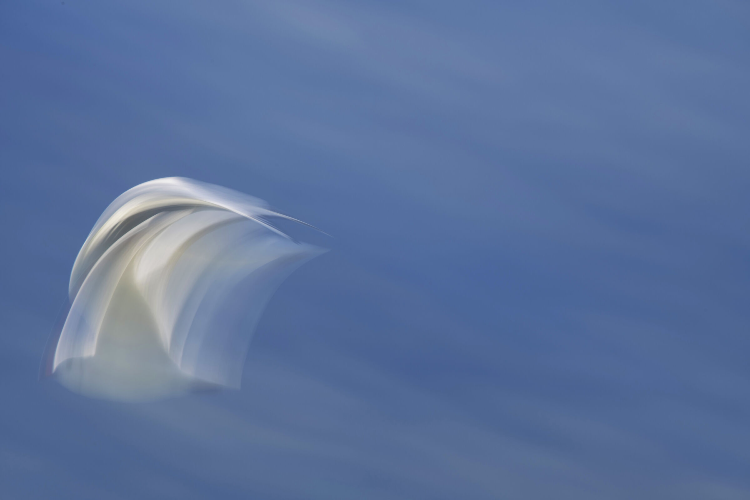 Seagull in flight