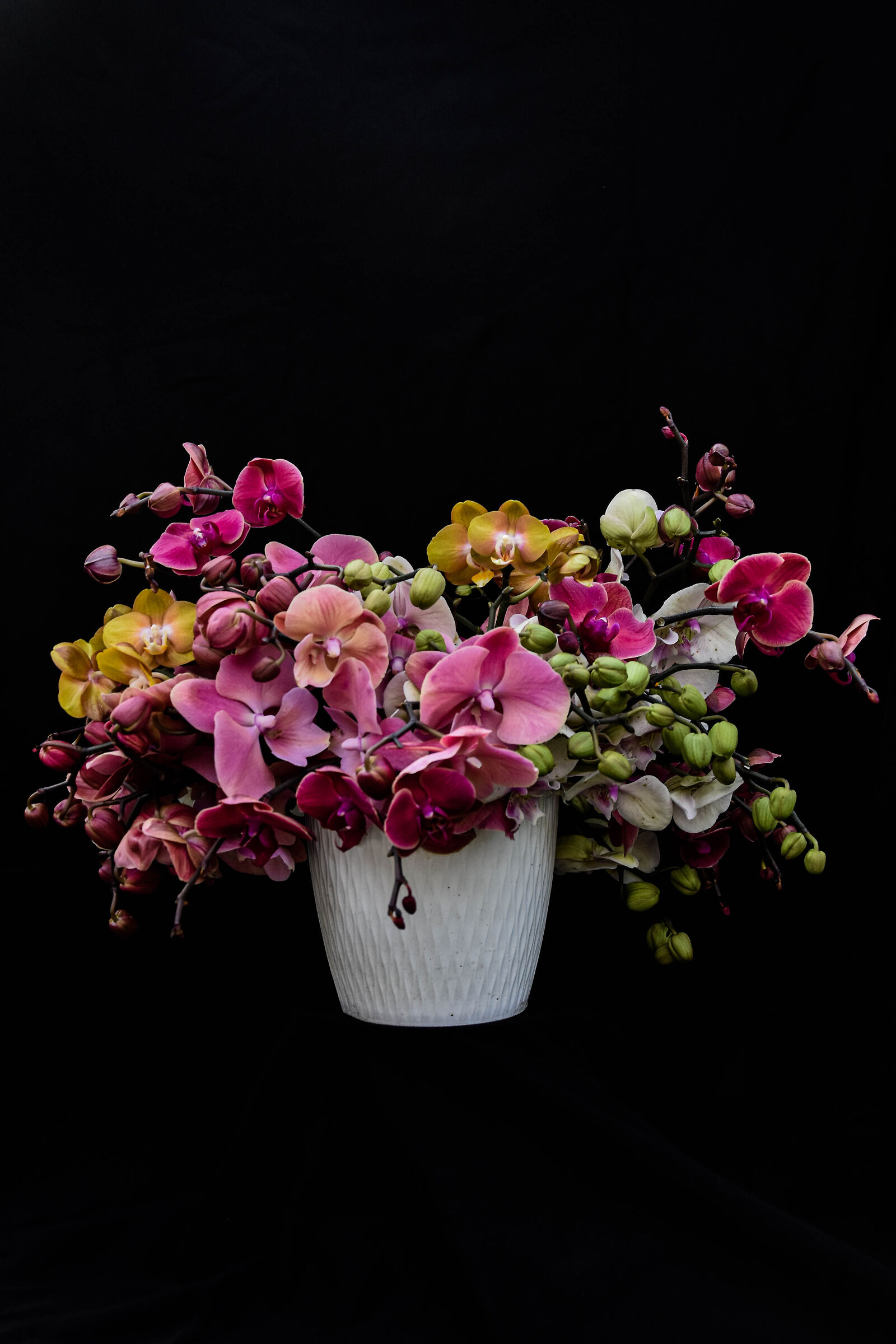 Natura morta con orchidee