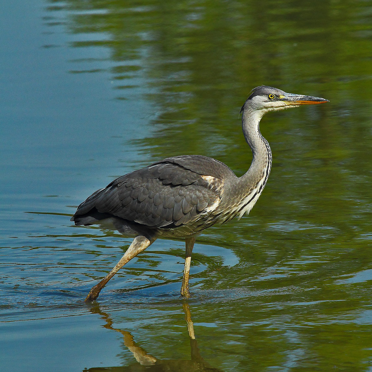heron