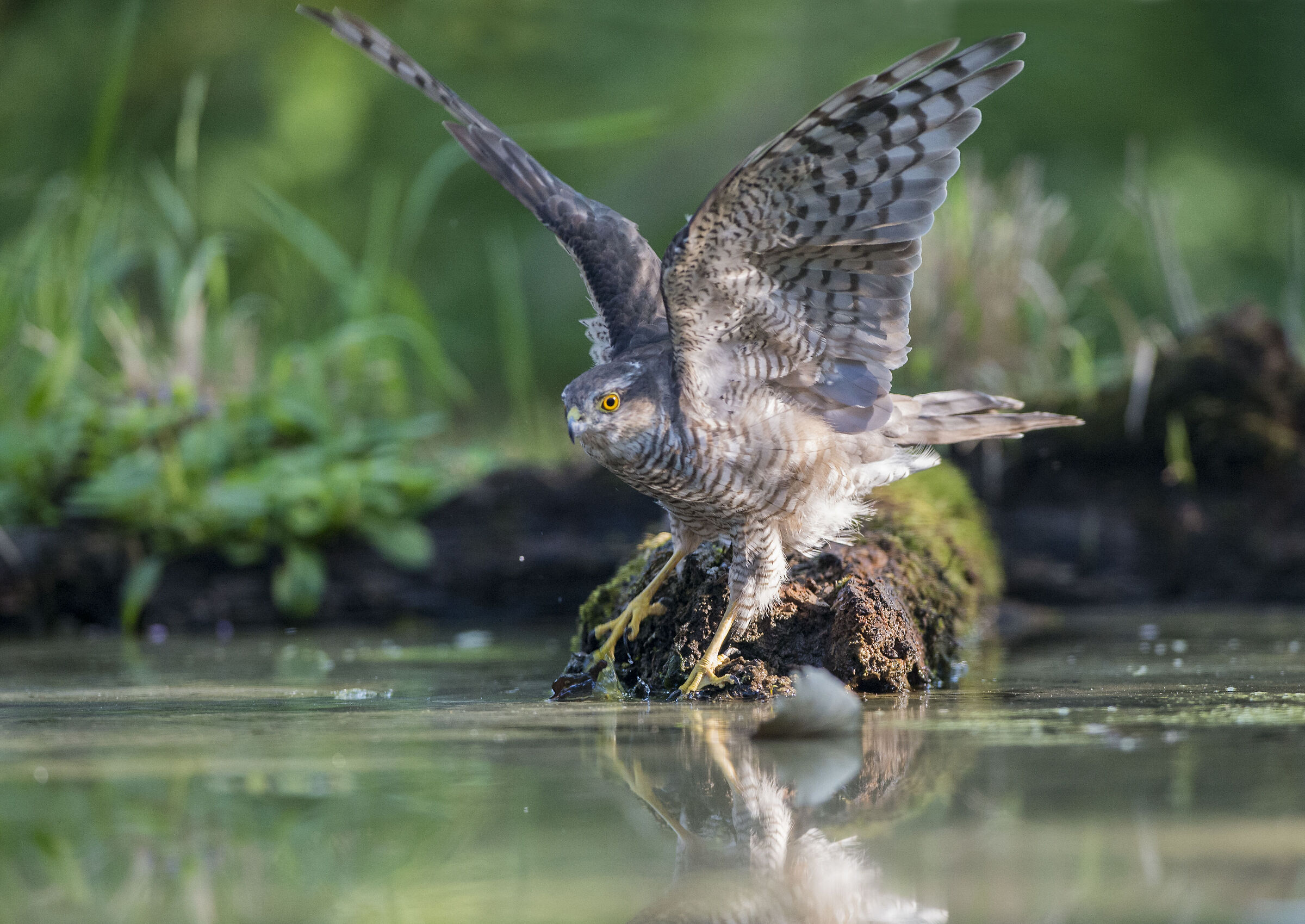 Sparviere "equilibrista"