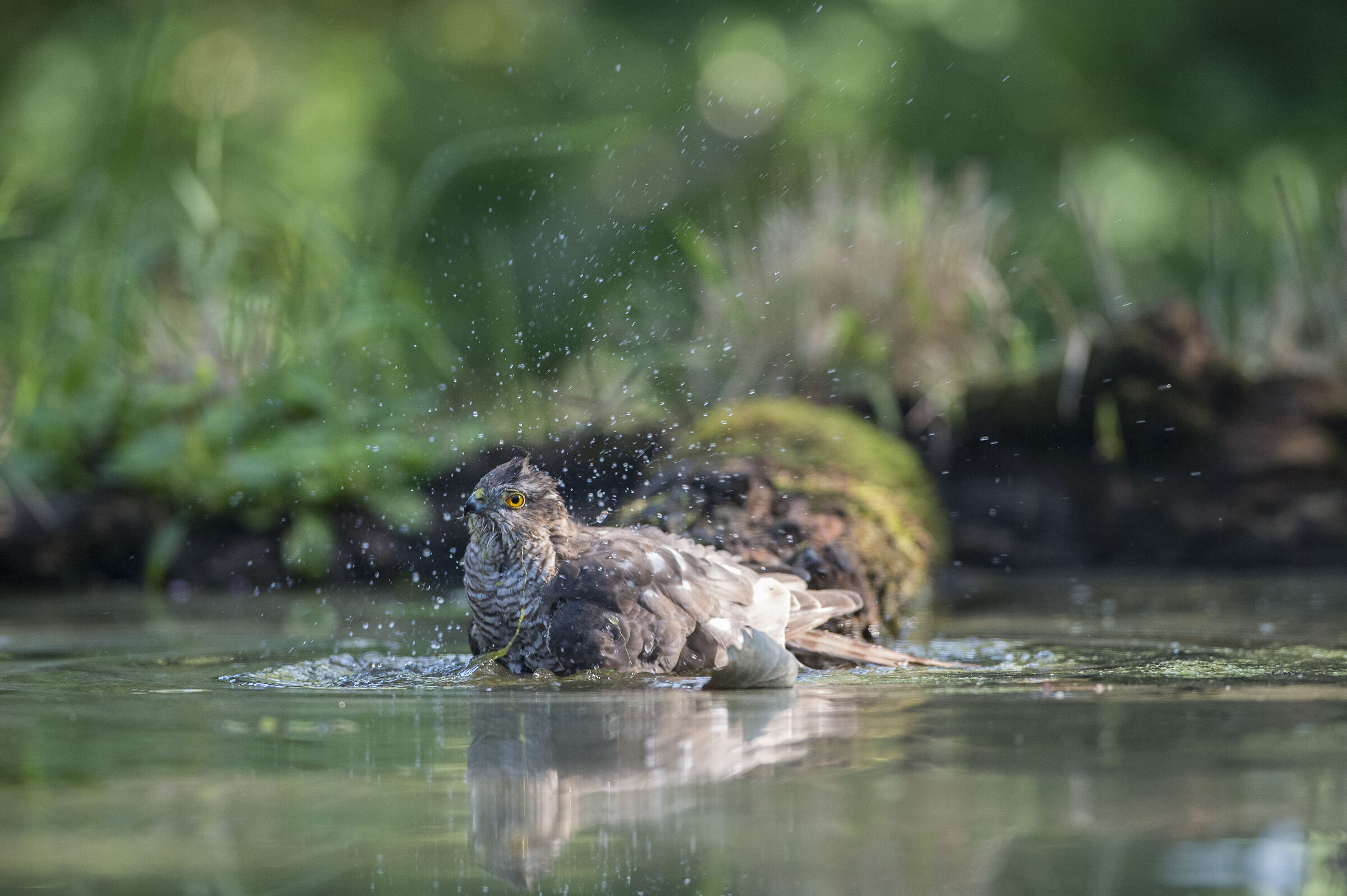 Bagno dello Sparviere