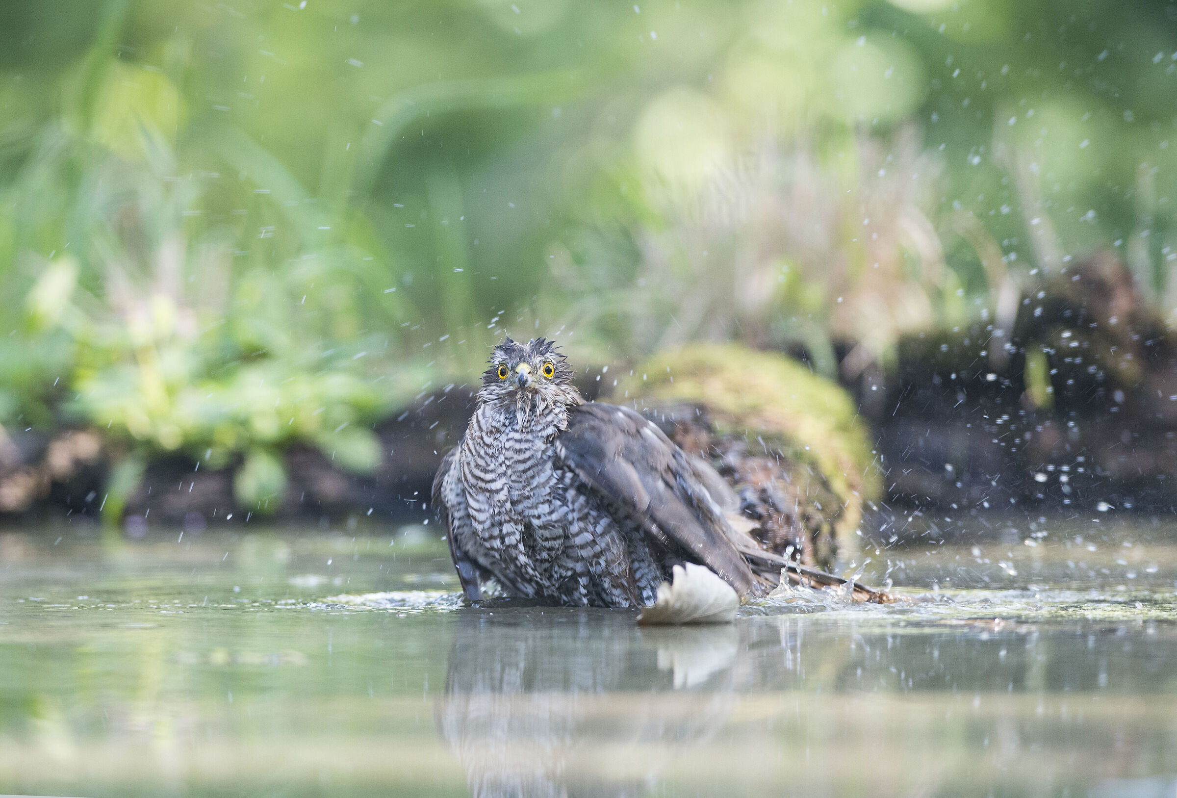 Bagno dello Sparviere 2