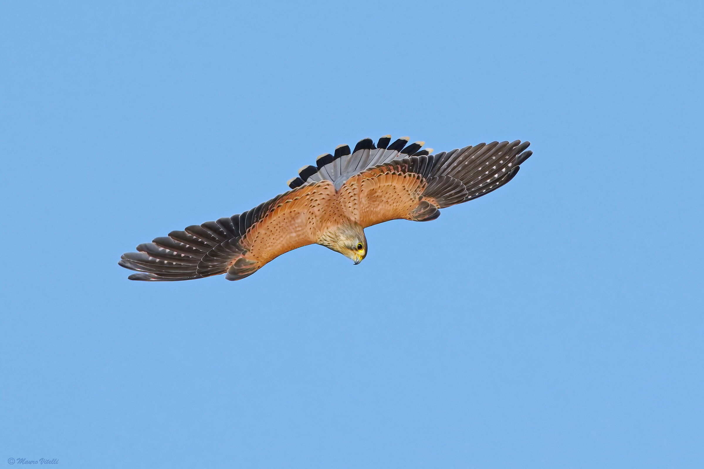 Kestrel in turn
