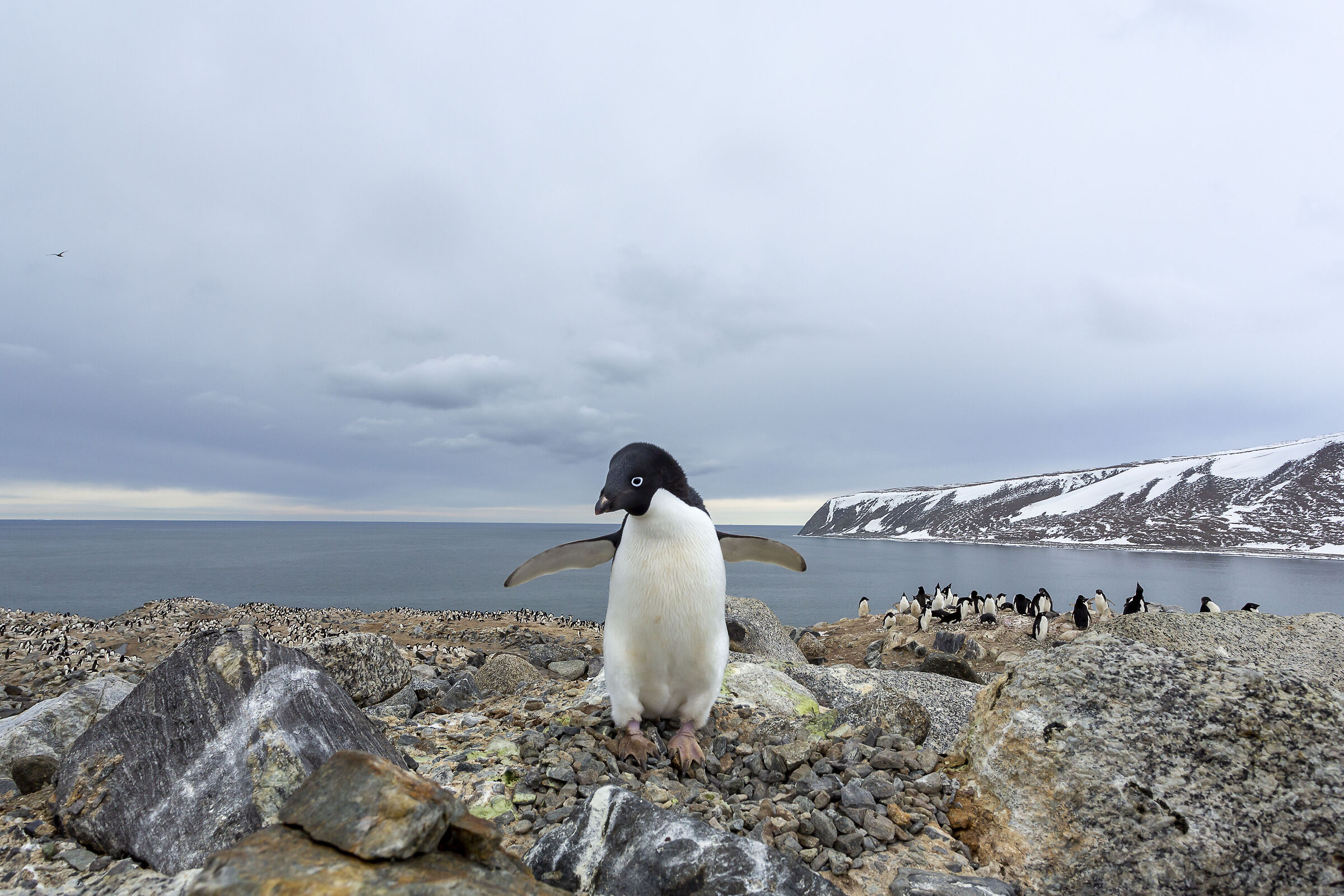 Welcome to Adèlie Cove