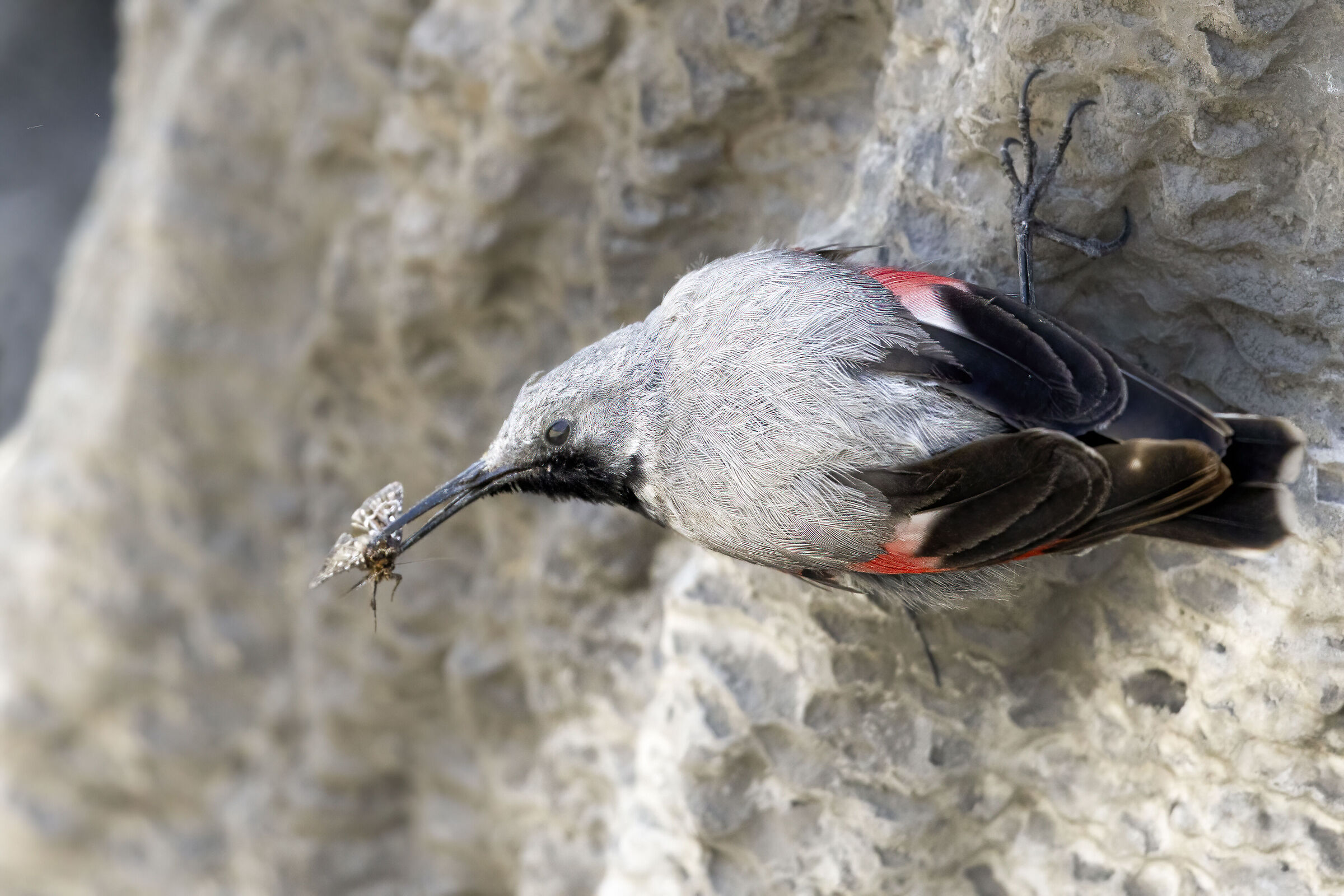 picchio muraiolo in livrea con preda