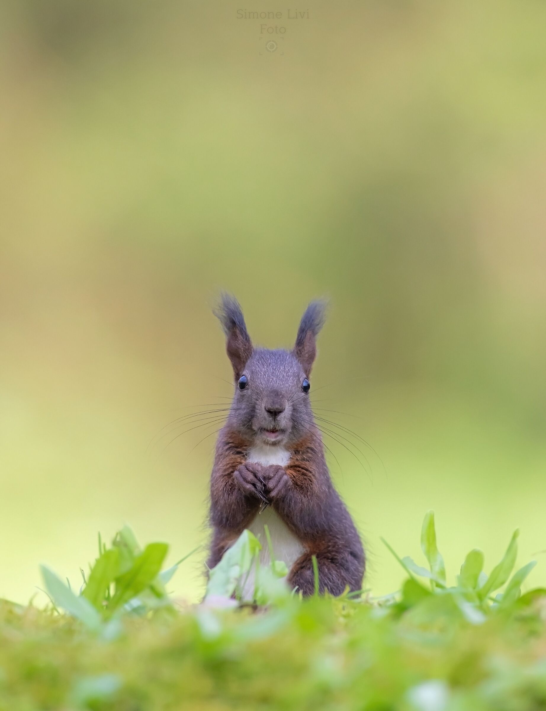 Squirrel