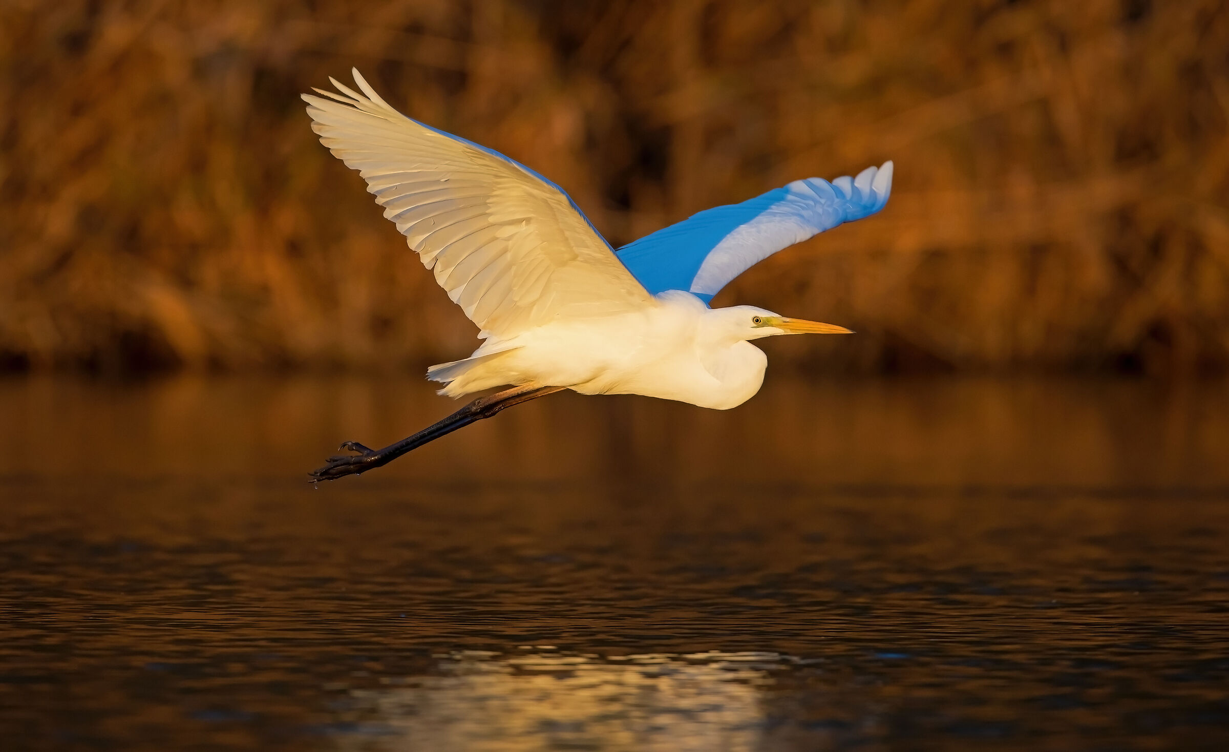 White Heron