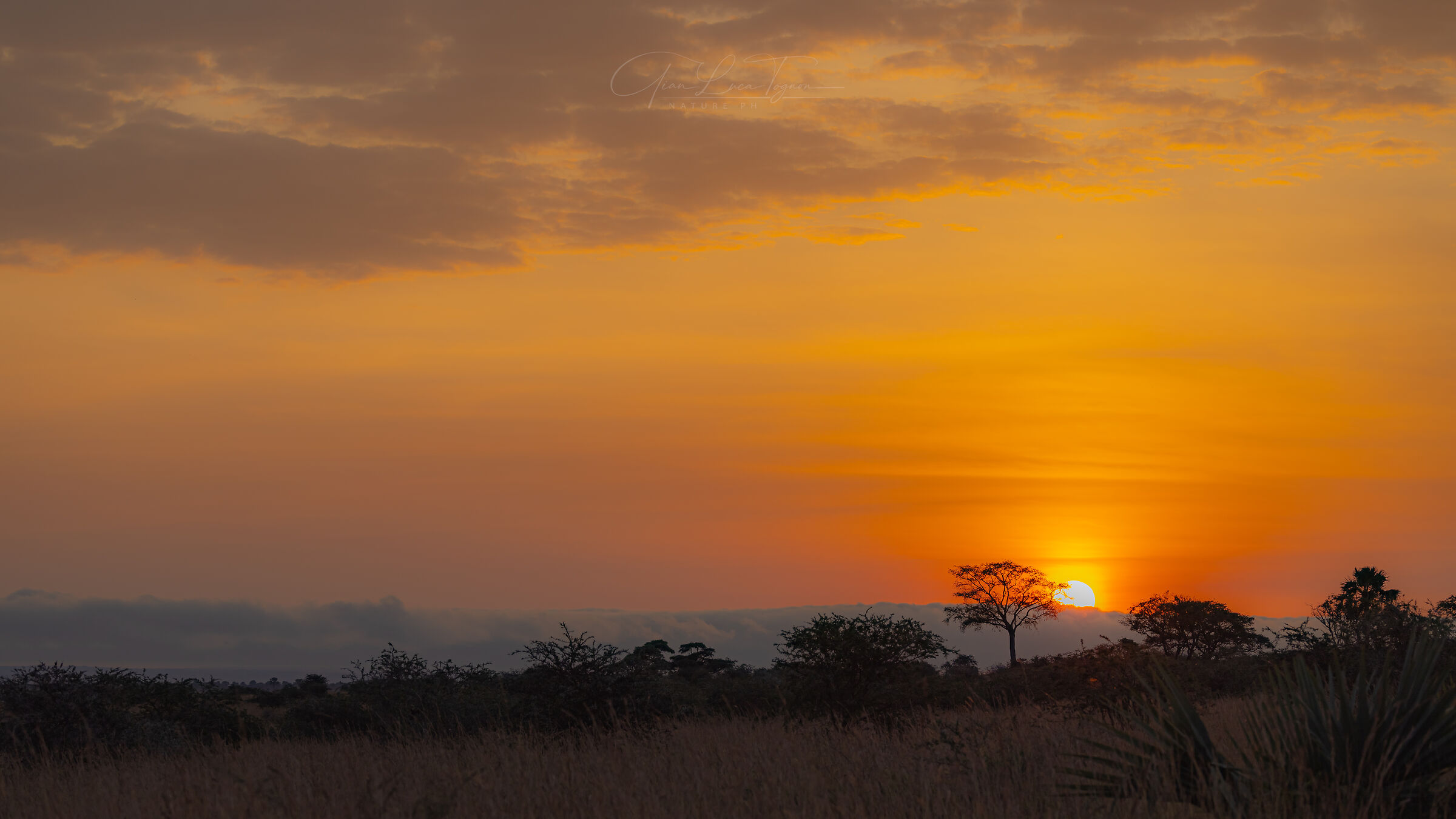 Savana d'Uganda al tramonto