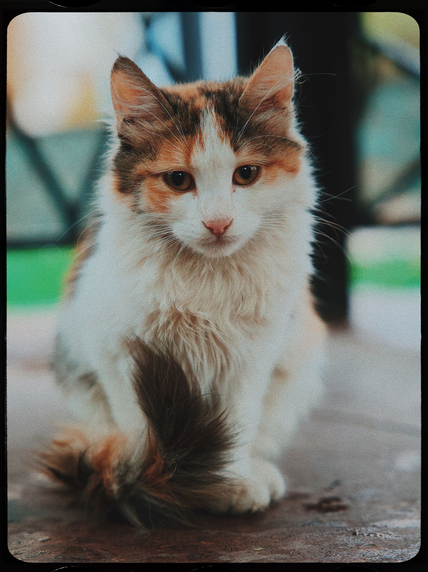grazioso sguardo felino